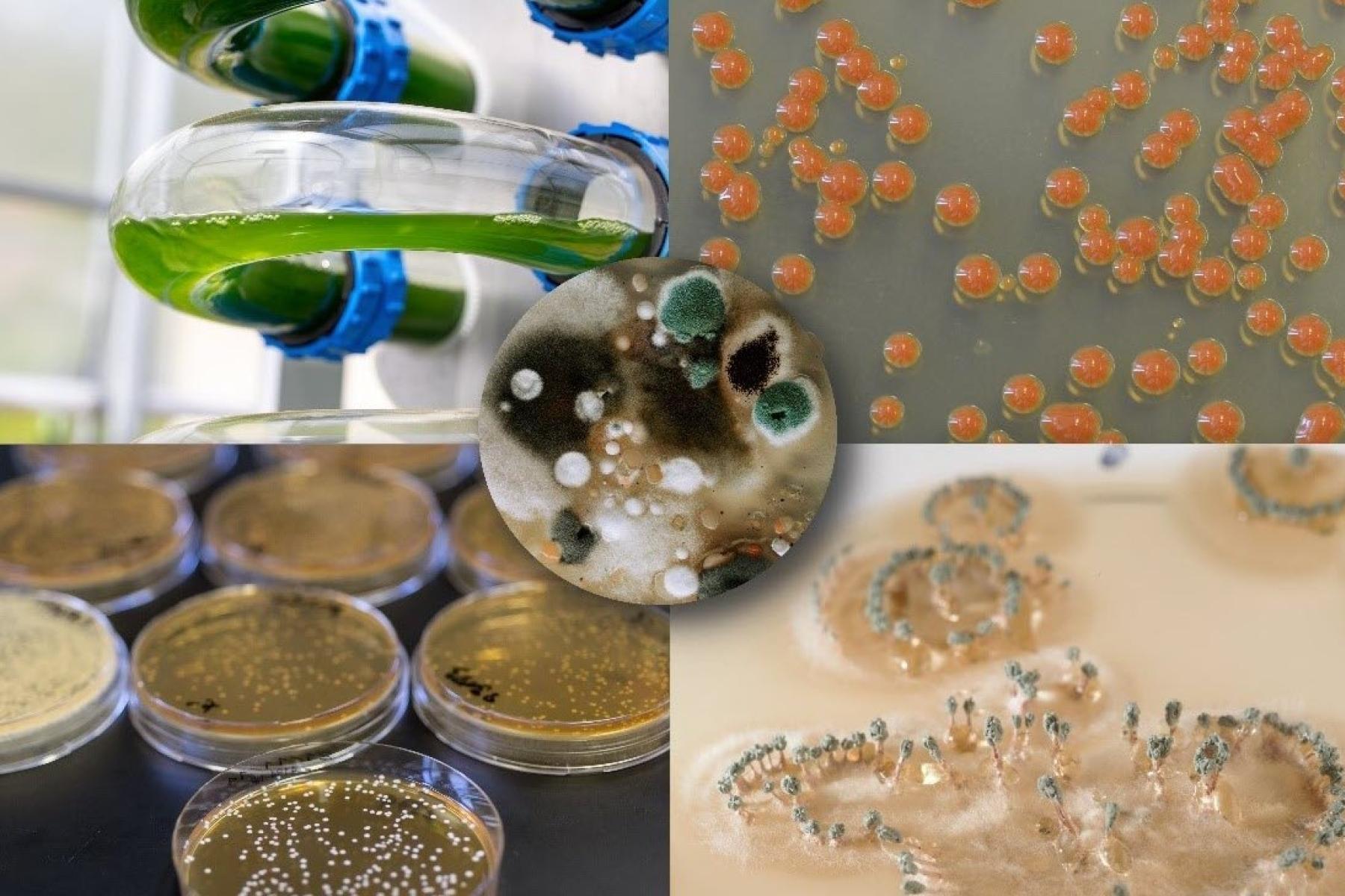 Vier Bilder zeigen verschiedene Mikroorganismen und Kulturen: oben links grüne Algen in Röhren, oben rechts orangefarbene Bakterienkugeln, unten links mehrere Petri-Schalen mit Bakterienkulturen, unten rechts eine gelartige Substanz mit Mikroben.