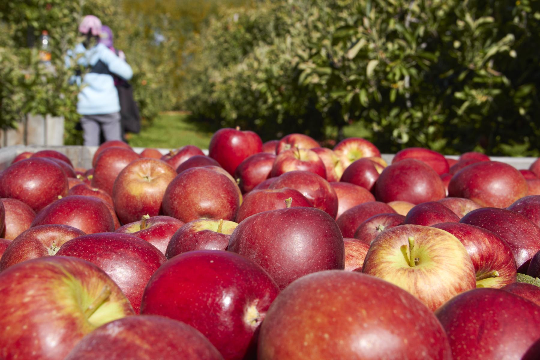 Apfel in einer Kiste auf einer Plantage während der Ernte