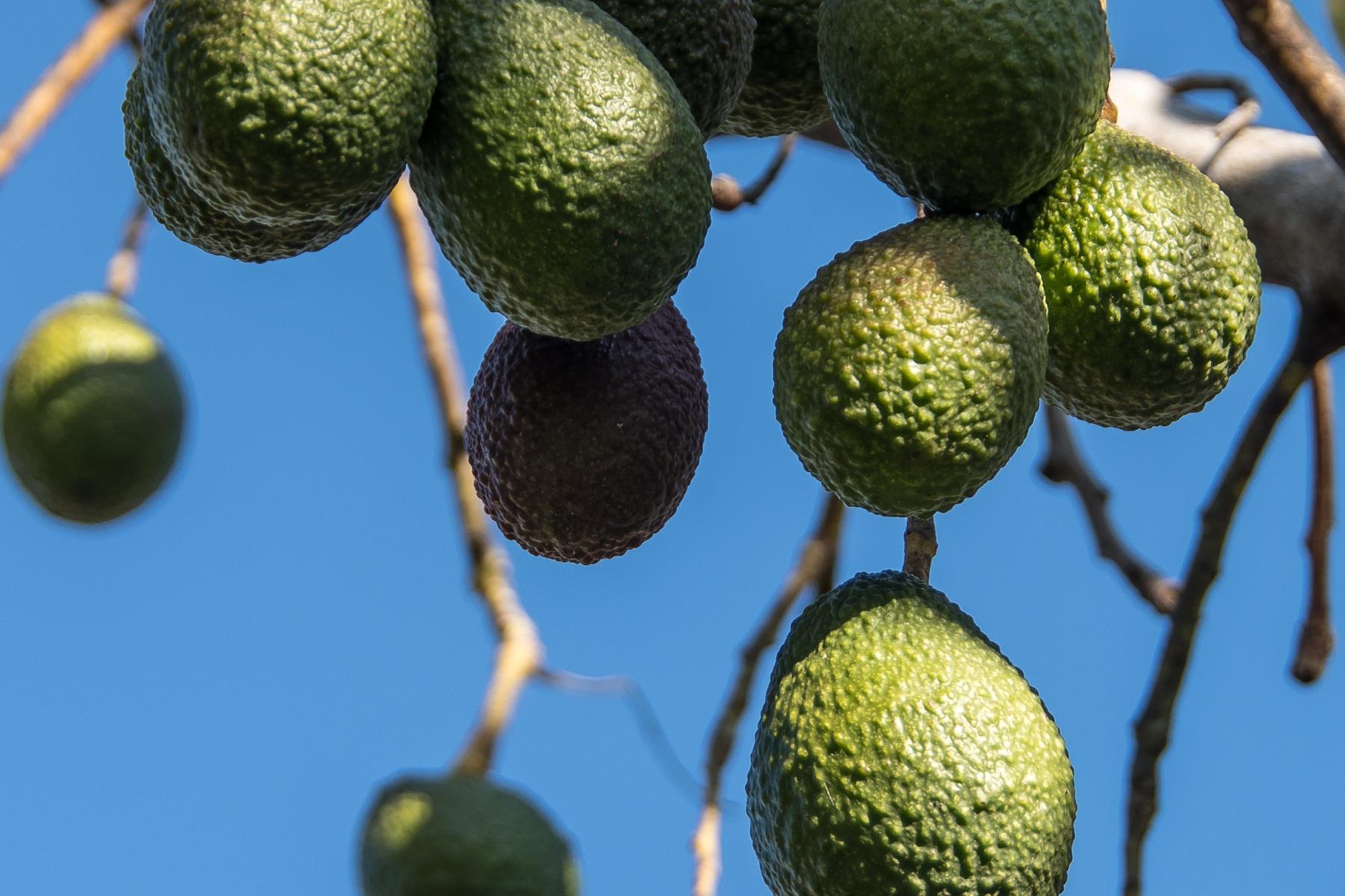 Reife Avocados hängen an einem Baum, vor blauem Himmel.
