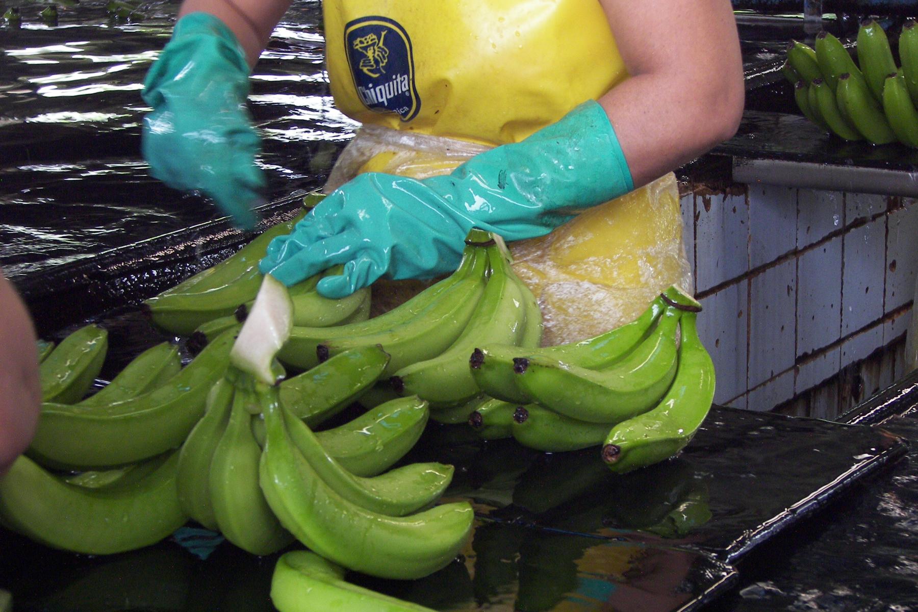 Eine Person mit blauen Handschuhen schneidet grüne Bananen in einer Produktionsstätte. Im Hintergrund sind weitere Bananen sichtbar.