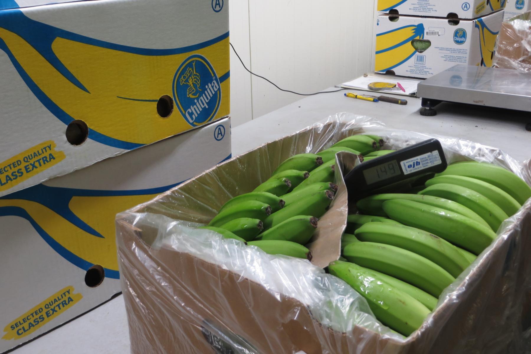 Eine Kiste mit grünen Bananen, auf einem Messgerät steht '149'. Im Hintergrund sind weitere Kisten mit dem Chiquita-Logo sichtbar.