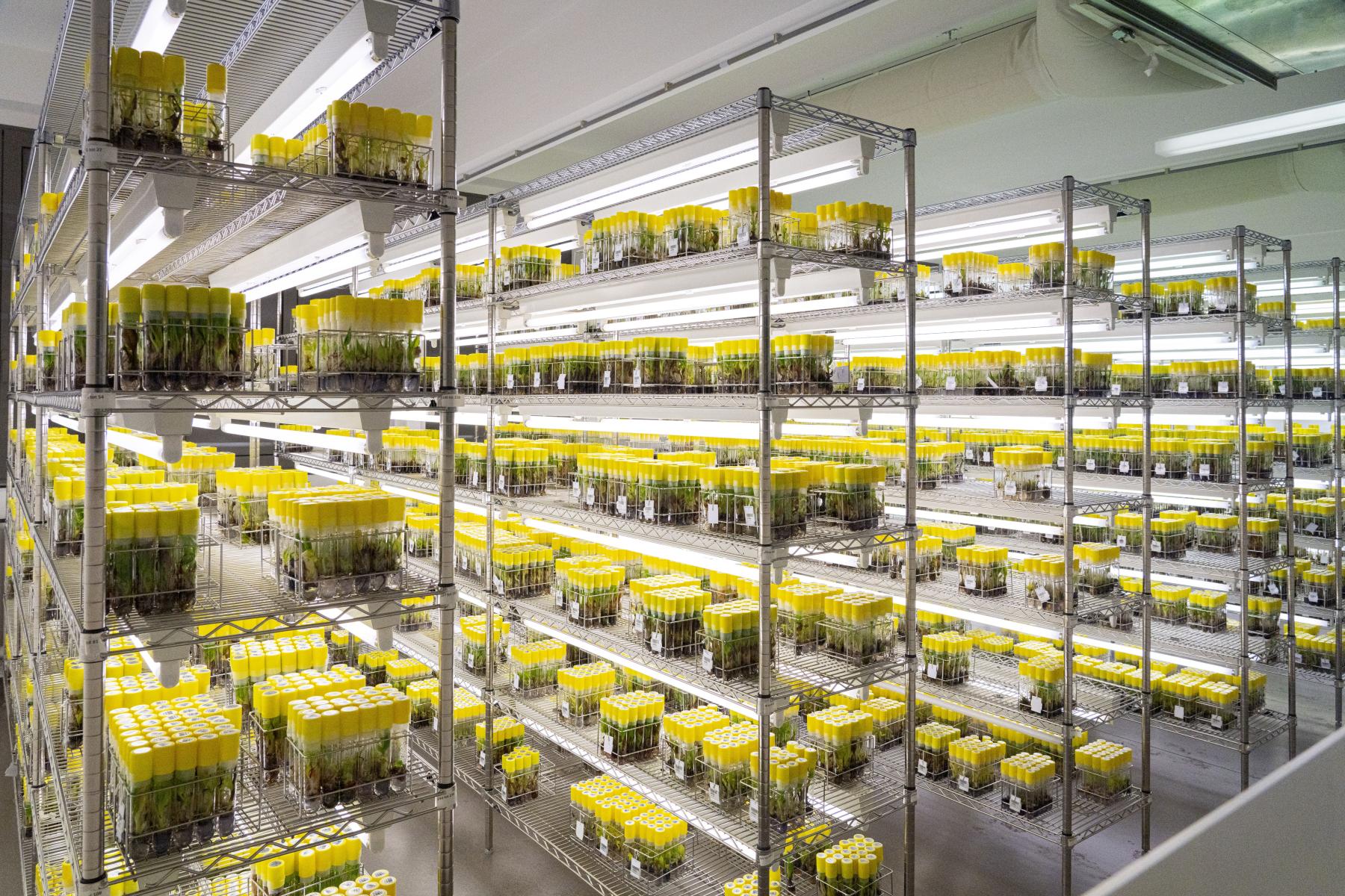 Regale mit zahlreichen gelben Behältern, die in einem Labor aufgestellt sind. Die Behälter sind gleichmäßig angeordnet und scheinen Bananenpflanzen zu enthalten.