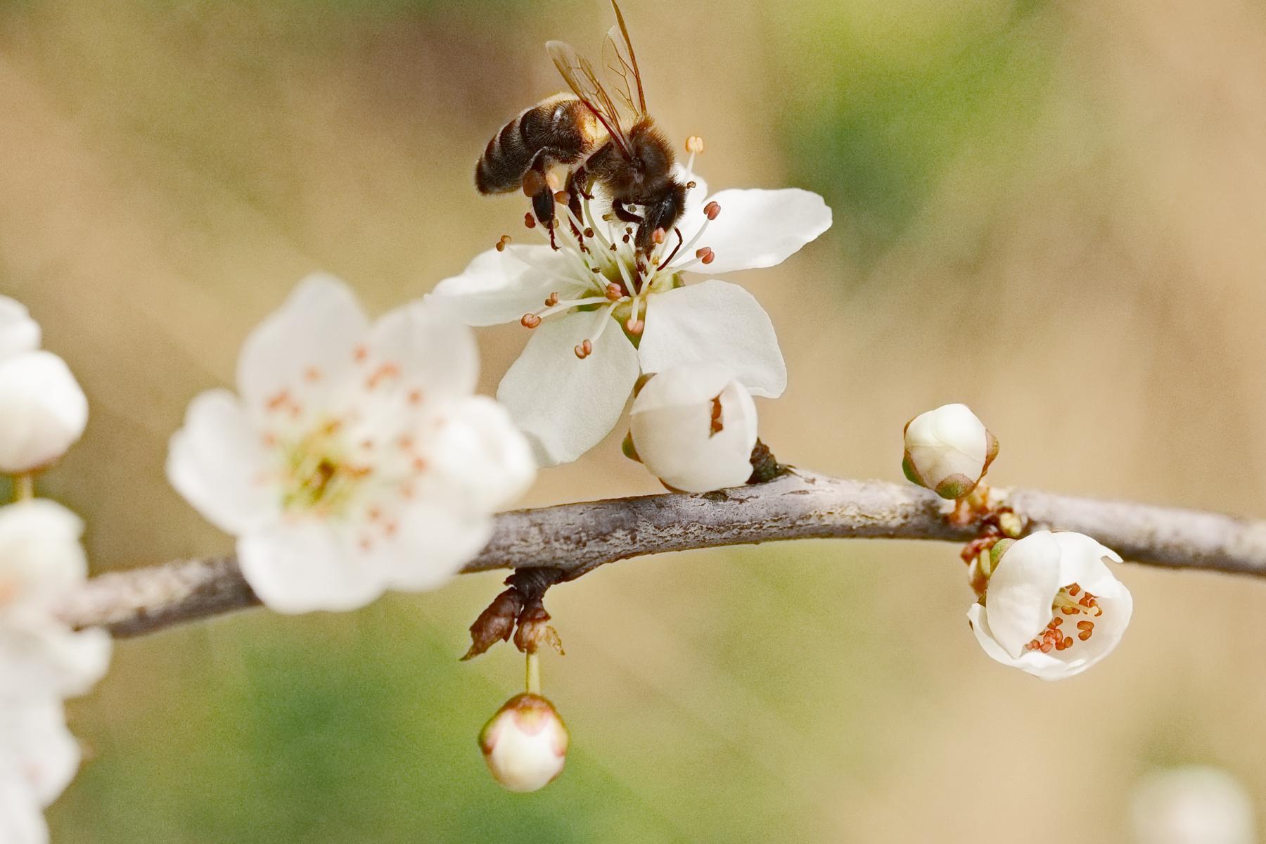 Eine Biene sitzt auf einer weißen Blüte mit roten Staubgefäßen. Um die Blüte herum sind mehrere geschlossene Knospen und weitere Blüten zu sehen.