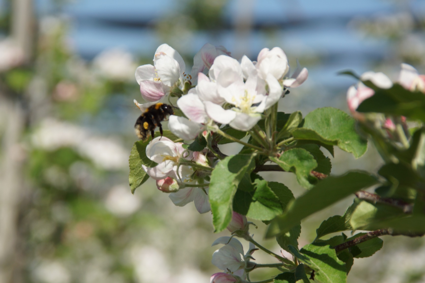 Eine Biene sitzt auf einer blühenden Apfelblüte mit weißen und rosa Blütenblättern. Im Hintergrund sind weitere Blüten und grüne Blätter sichtbar.