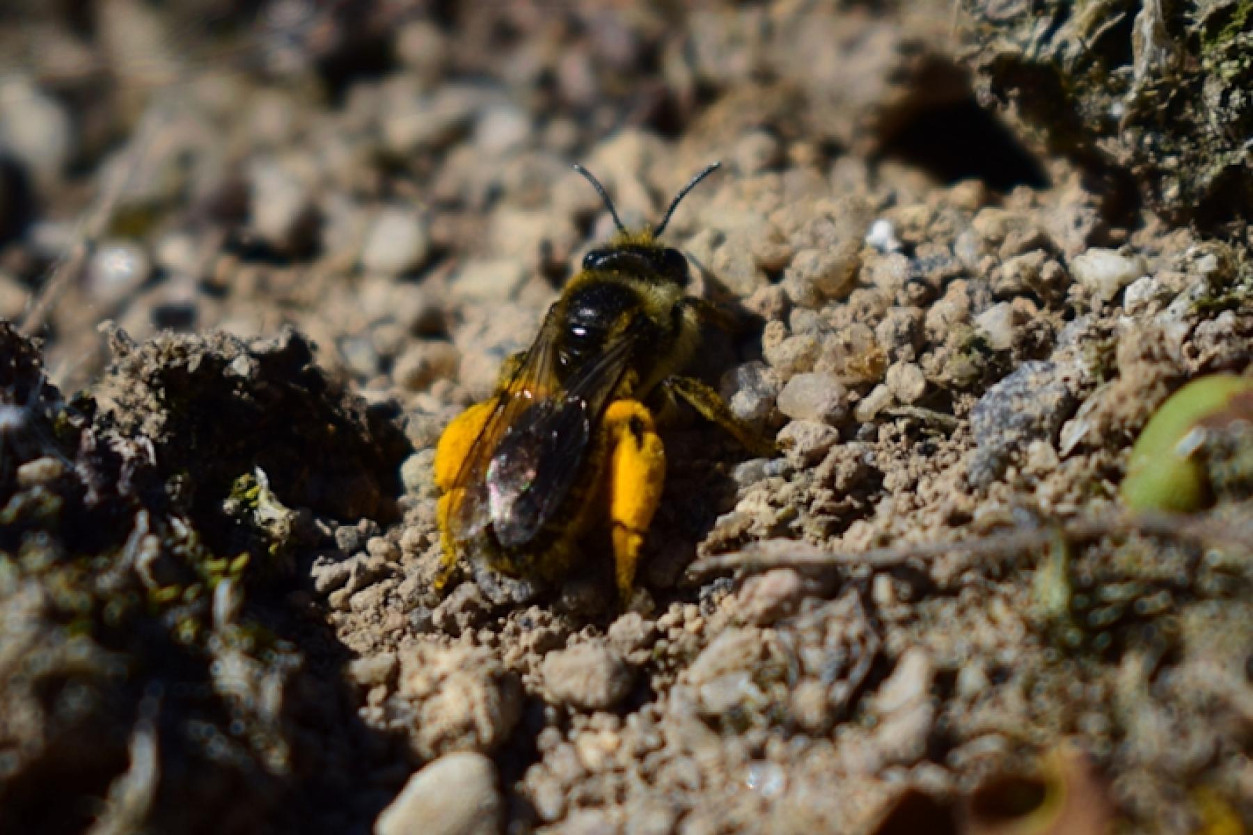 Nahaufnahme einer Biene mit gelben Pollen an den Hinterbeinen, die auf einem Erdboden sitzt. Kleine Steine und Erde sind sichtbar.