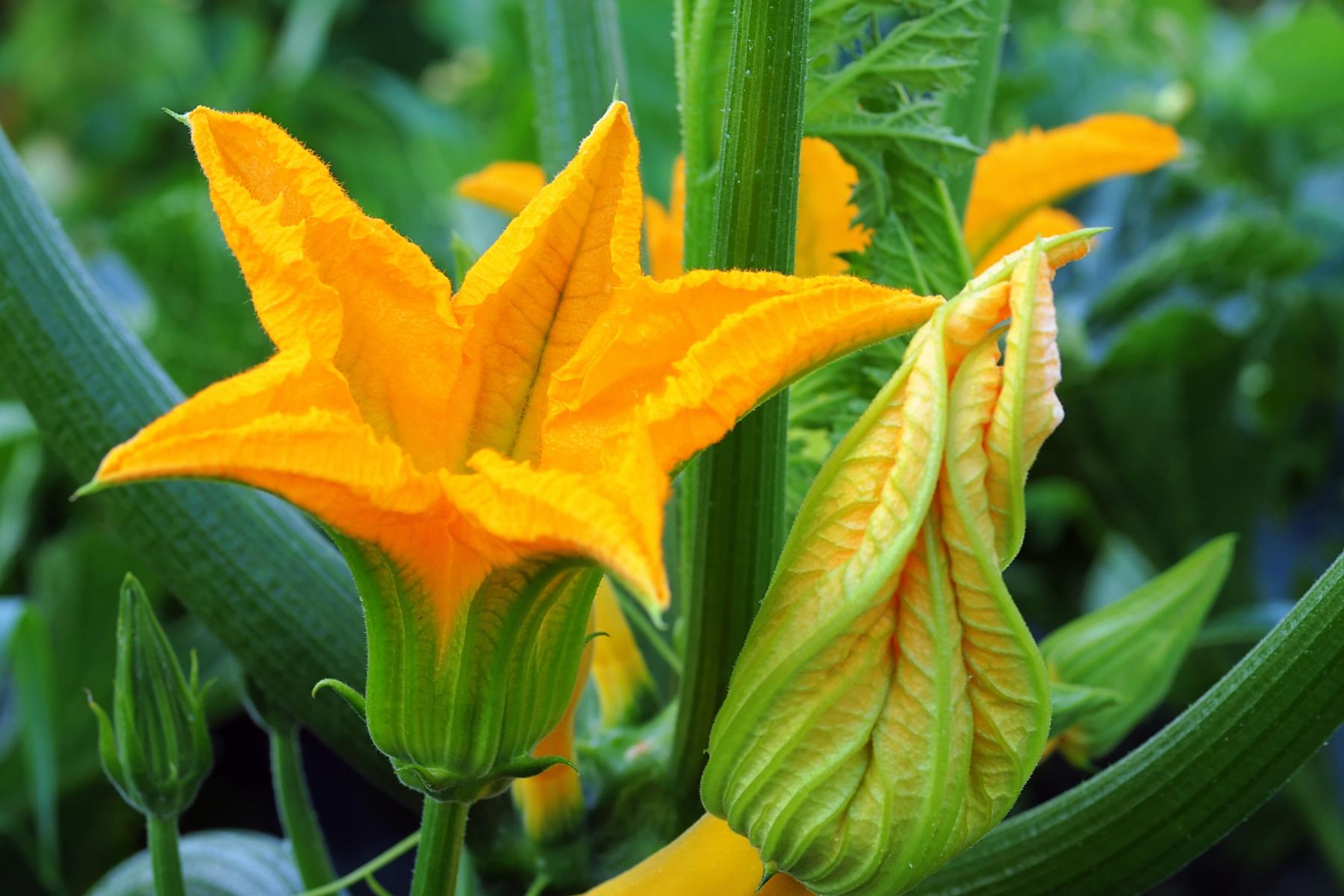 Eine leuchtend orangefarbene Zucchiniblüte mit gefalteten Blütenblättern und einer geschlossenen Knospe, umgeben von grünen Blättern.