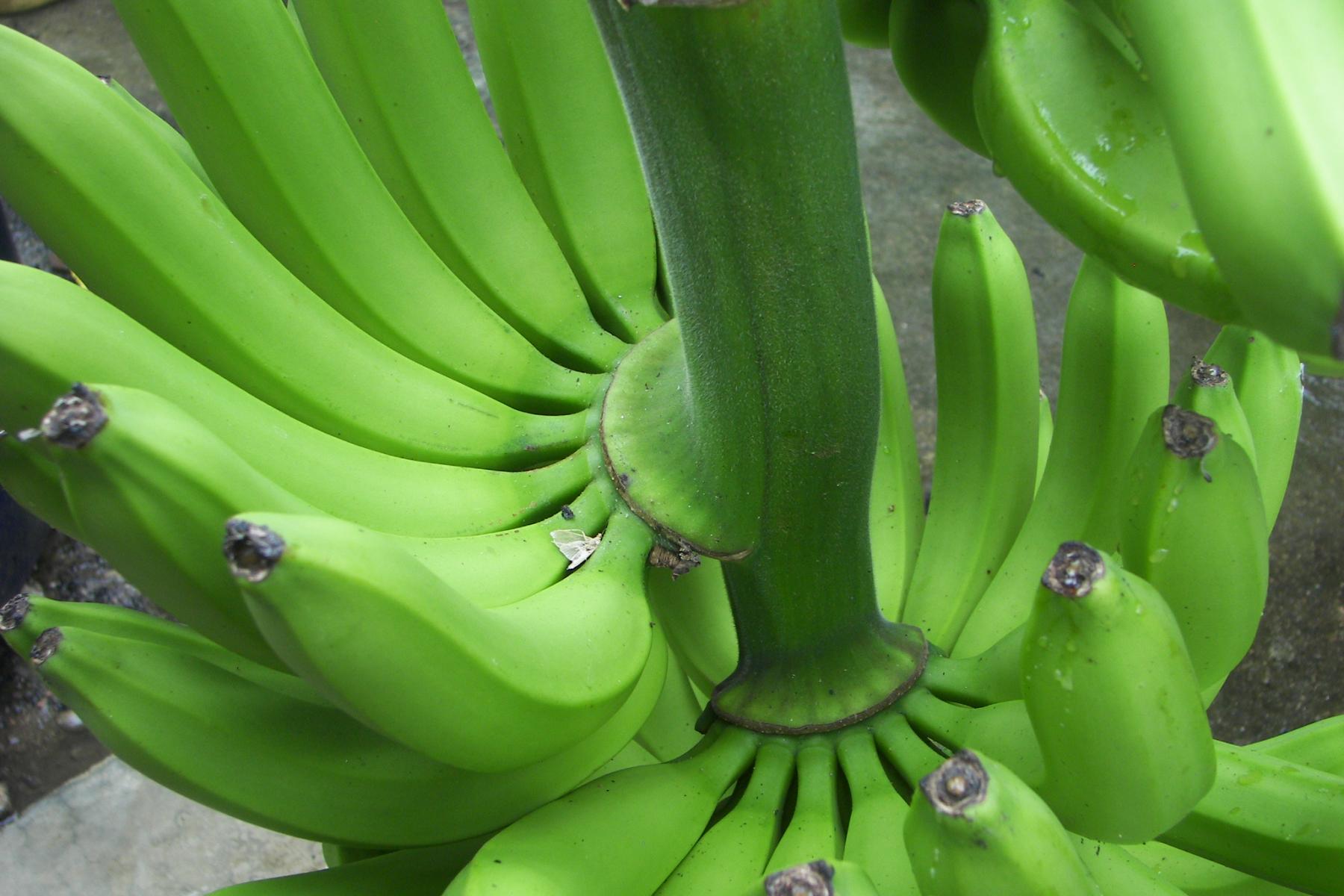 Staude grüner Bio-Bananen, Nahaufnahme von oben