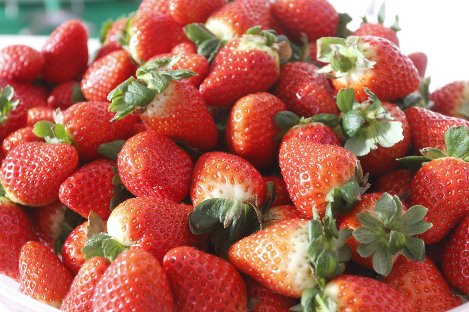 Ein großer Haufen frischer Erdbeeren, rot mit grünen Blättern, in einer Schüssel angeordnet.