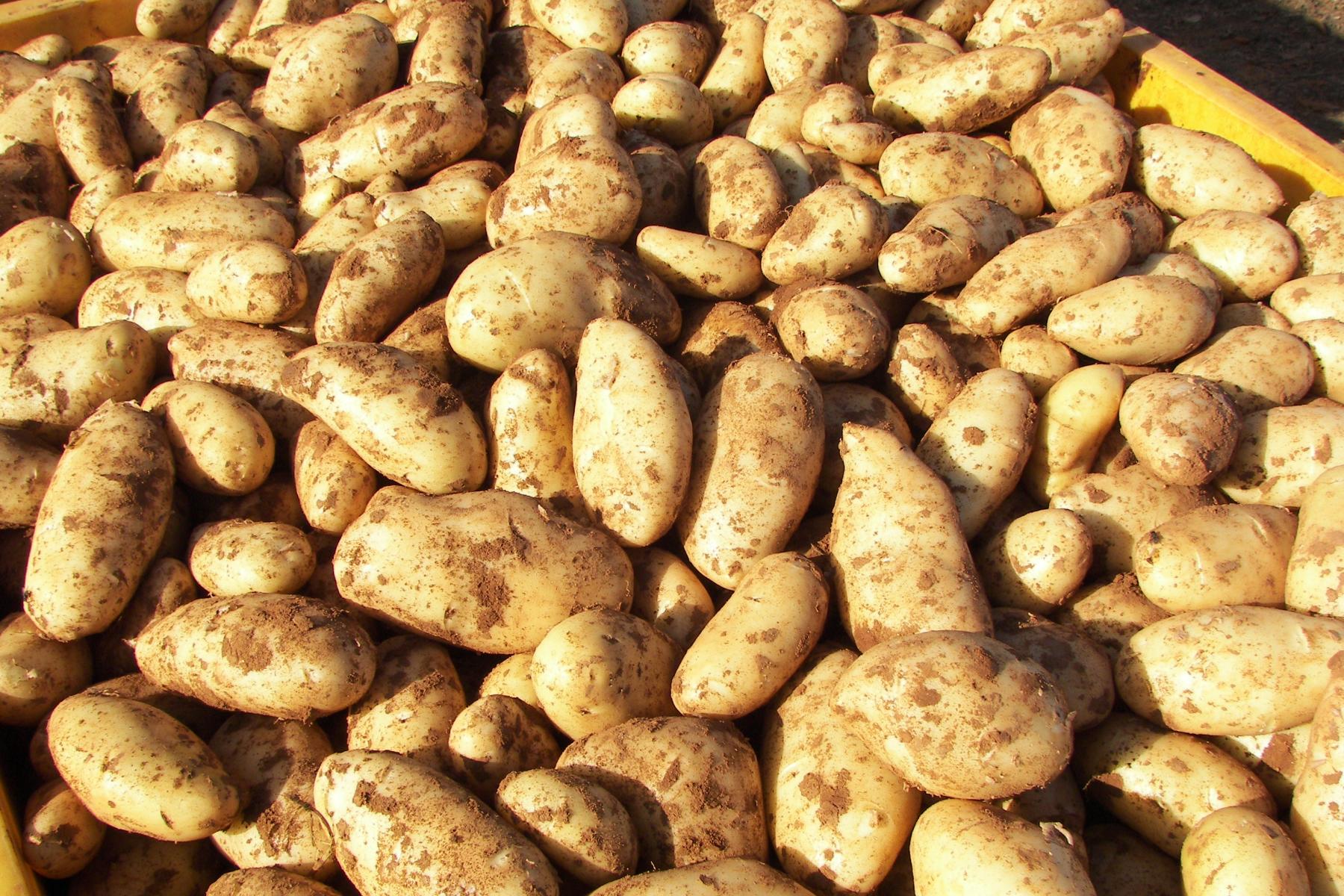 in Haufen von Frühkartoffeln, ungeschält, teilweise mit Erde bedeckt, in einer gelben Kiste gestapelt.