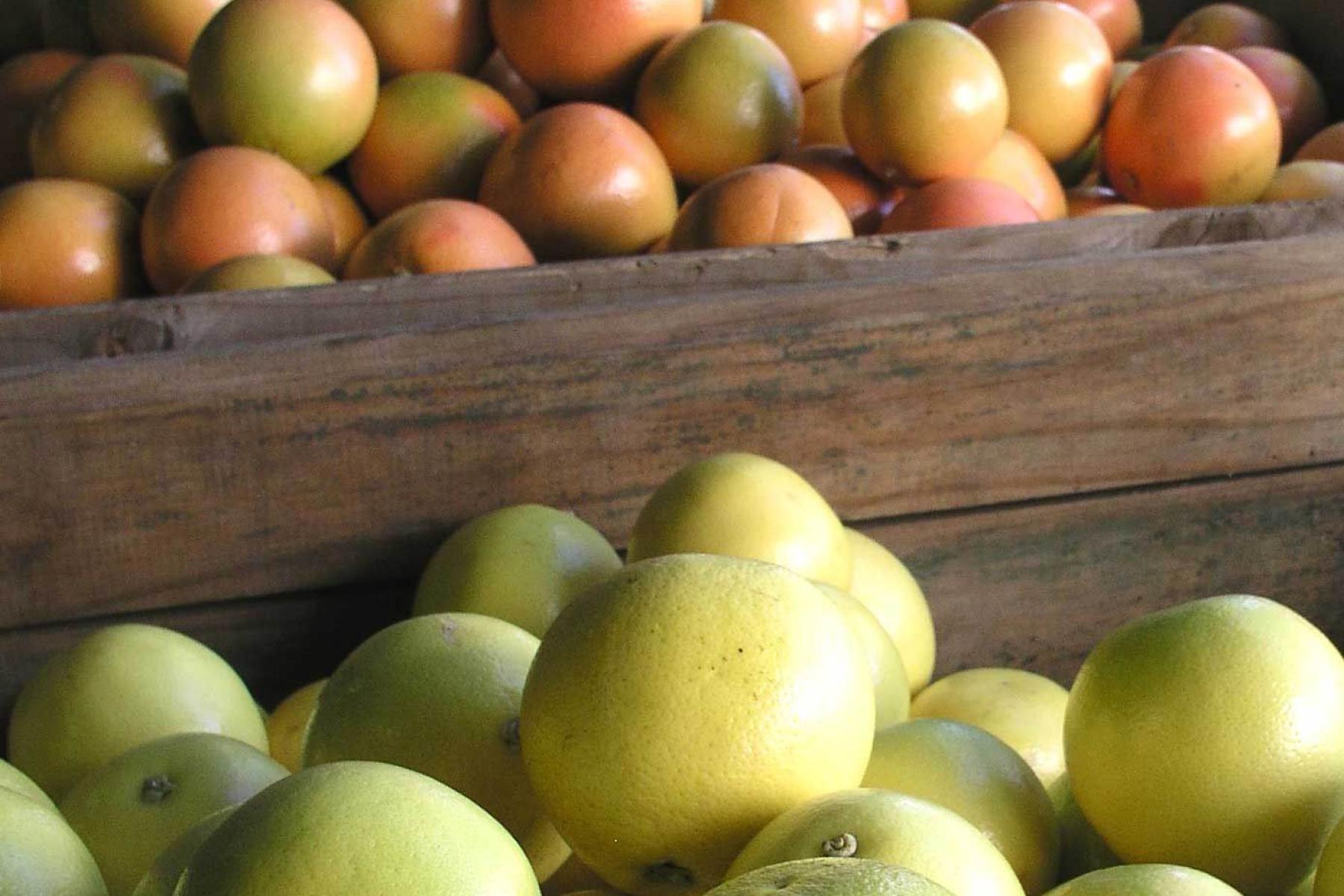 Zwei Holzkisten mit Grapefruits: Eine Kiste oben mit orangefarbenen Grapefruits, eine Kiste unten mit grünen Grapefruits.