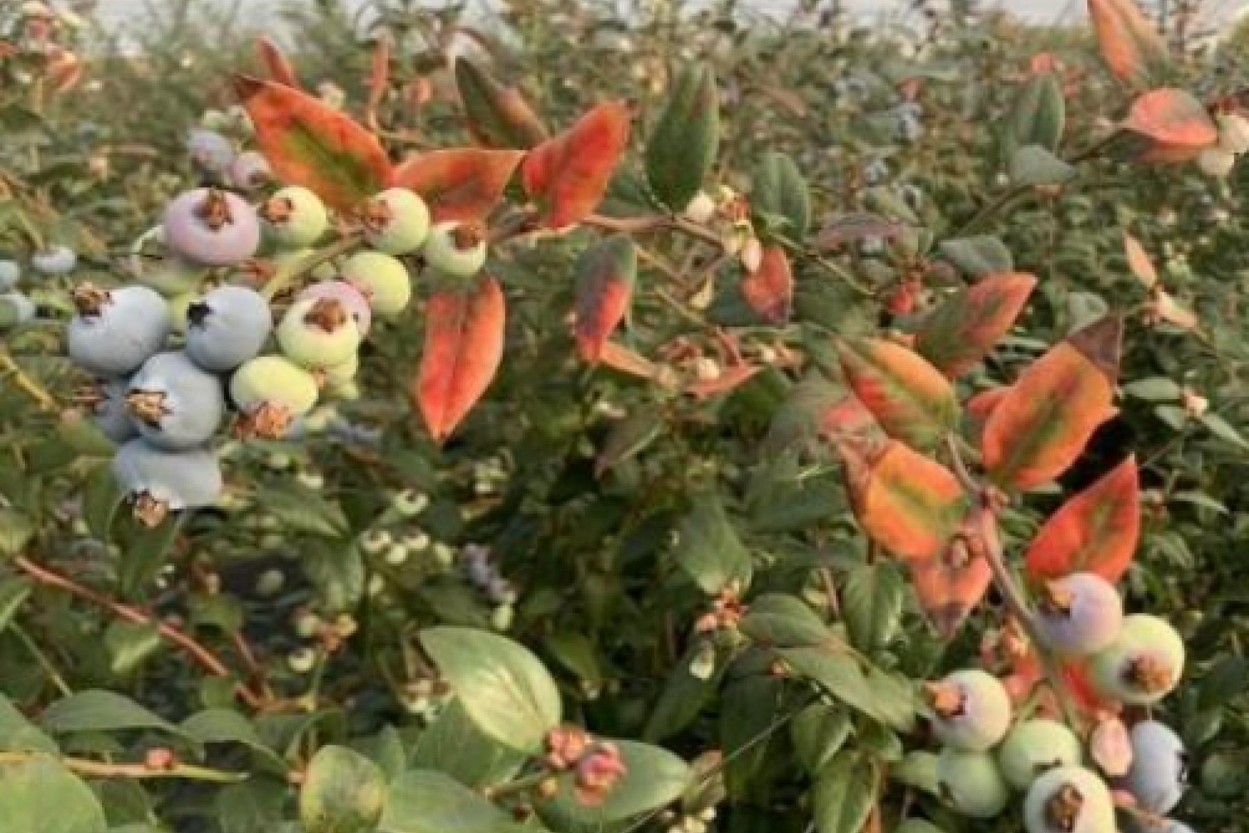 Krankheitssymptome an Heidelbeerpflanzen mit reifen und unreifen Beeren, sowie rot gefärbten Blättern, in einem Gewächshaus.