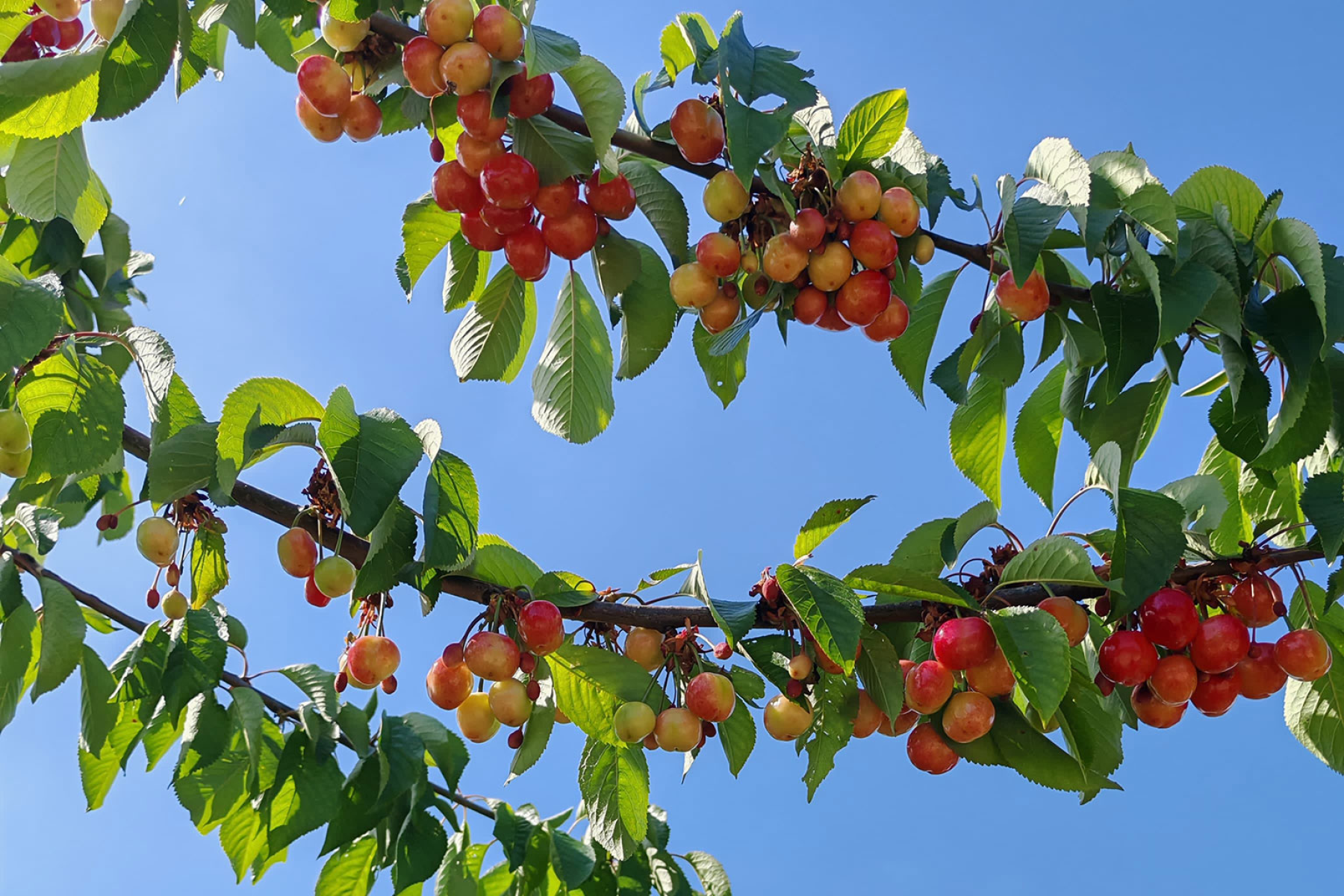 Zweig mit reifen Kirschen in verschiedenen Rottönen, umgeben von grünen Blättern, vor blauem Himmel.