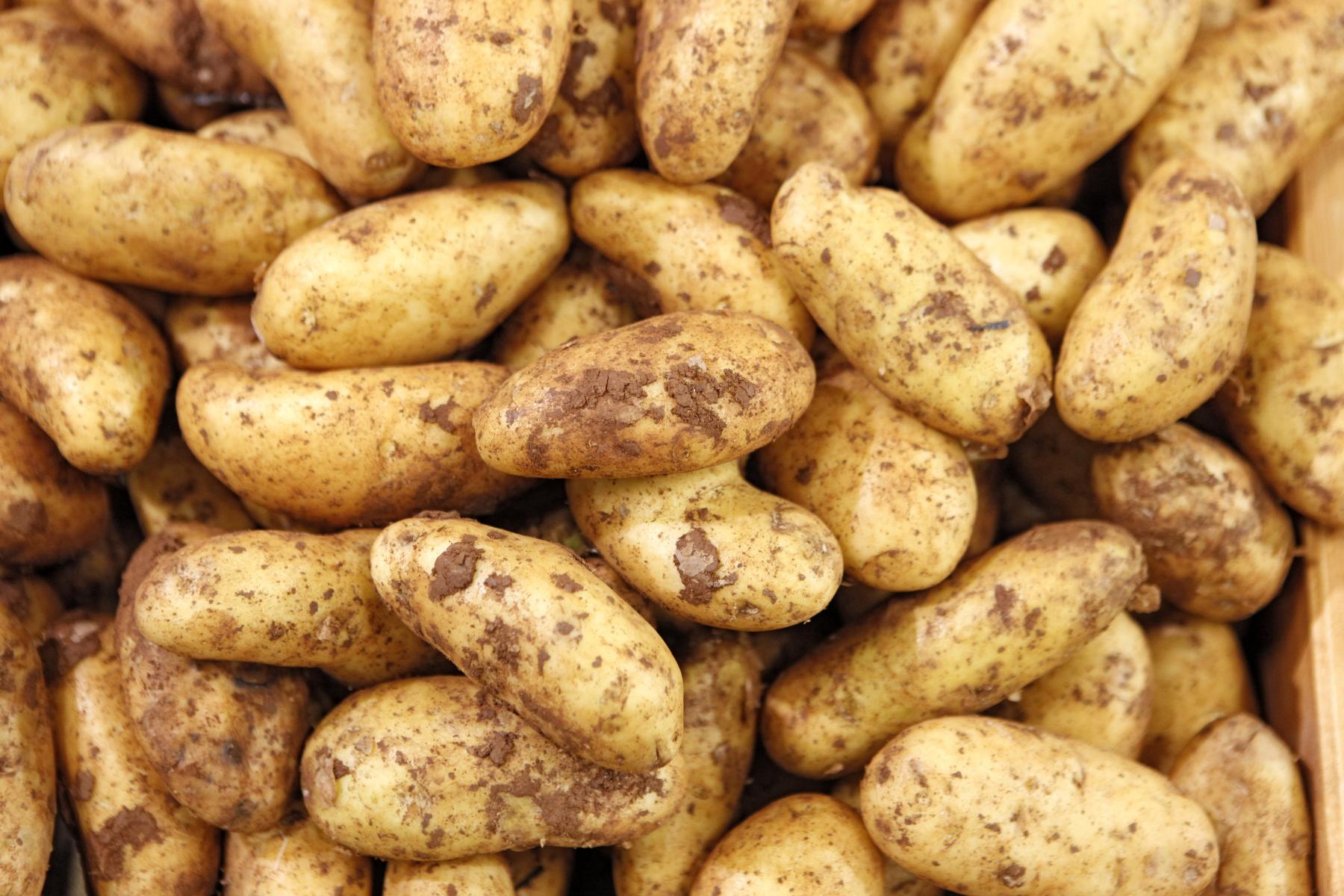 Viele längliche, gelblich-braune Kartoffeln mit Erde bedeckt, dicht aneinandergereiht.