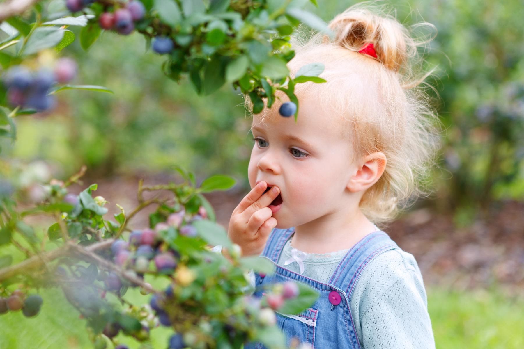 Mädchen pflückt und isst Heidelbeeren