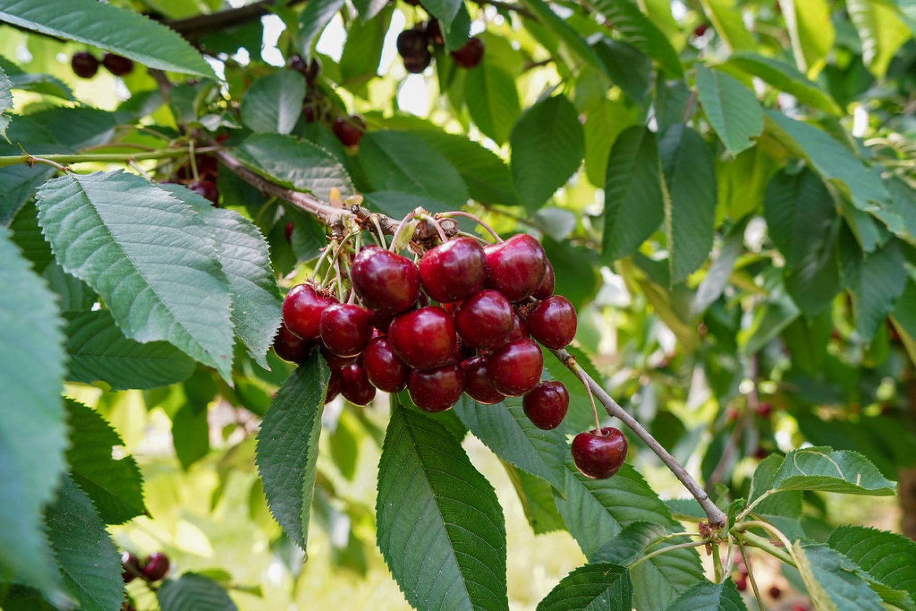Reife, rote Kirschen hängen in Trauben an einem Kirschbaum, umgeben von grünen Blättern.