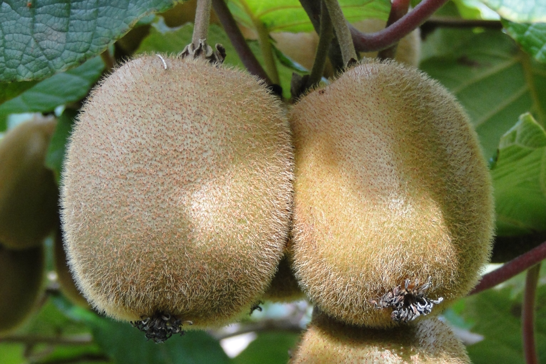 Zwei reife, behaarte Kiwi-Früchte hängen an einem Ast, umgeben von grünen Blättern.