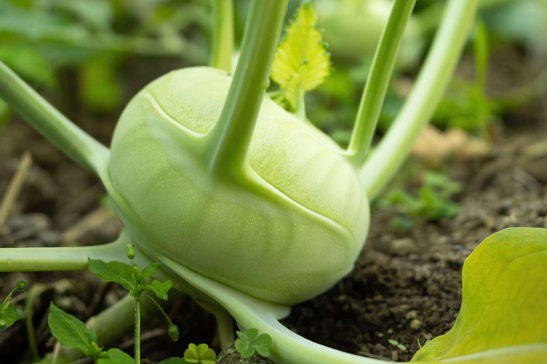 Eine grüne Kohlrabi-Pflanze mit einer runden, glatten Knolle und langen, aufrechten Stängeln, die aus der Erde herausragt.