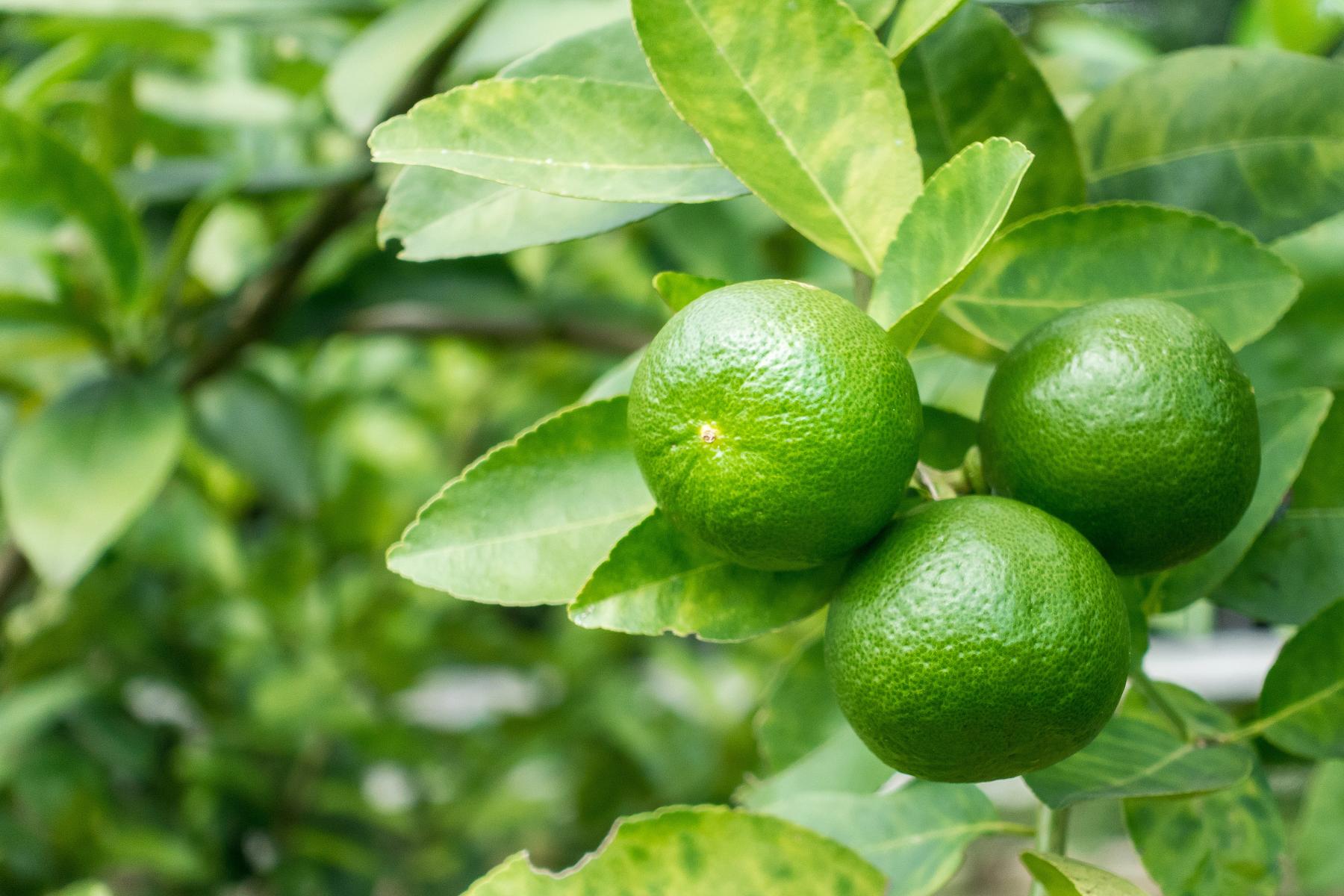 Drei grüne Limetten hängen an einem Baum, umgeben von grünen Blättern.