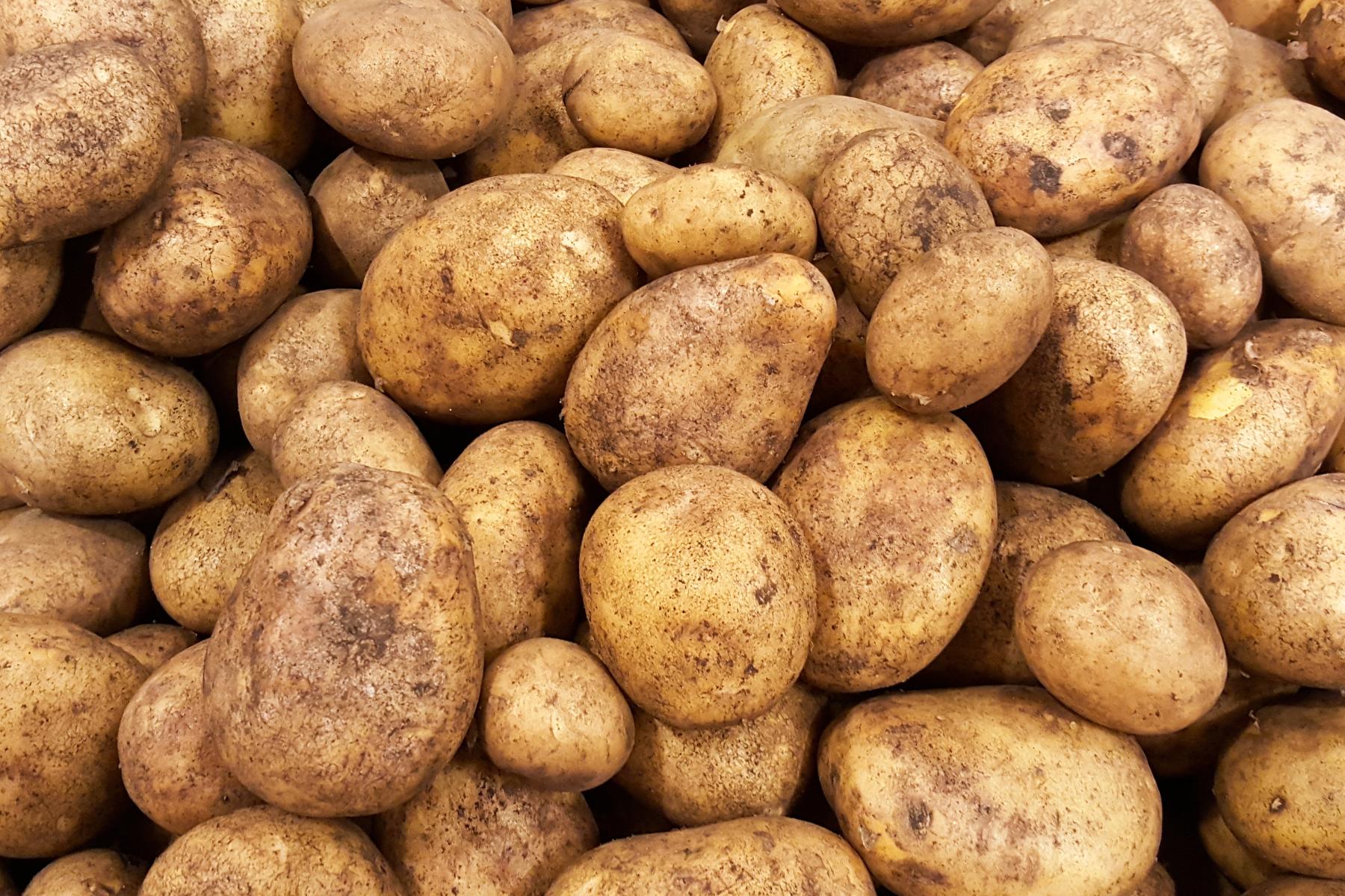 Viele braune Kartoffeln unterschiedlicher Größe mit unregelmäßiger Form und erdiger Oberfläche dicht aneinander liegend.
