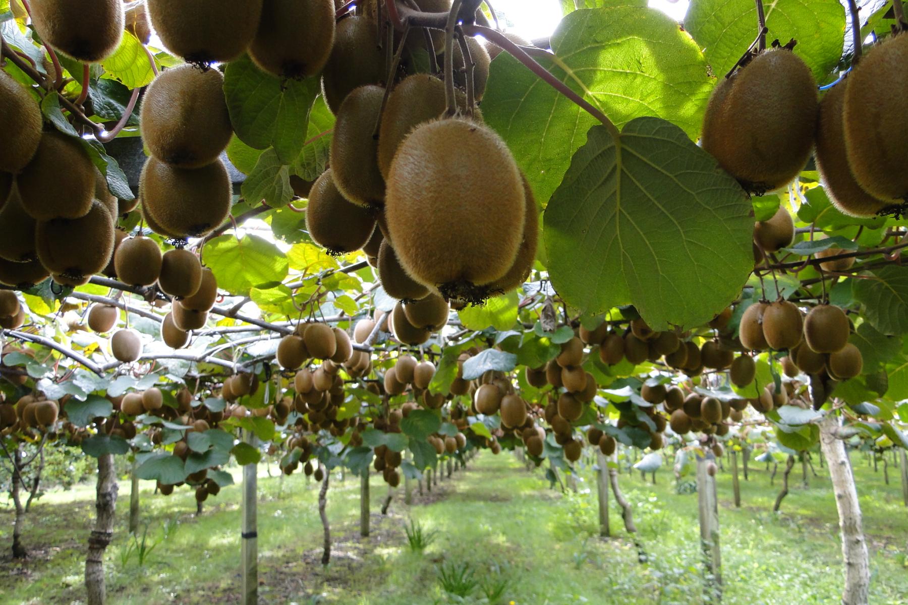 Reihe von Kiwi-Früchten an Pflanzen in einer Plantage, umgeben von grünen Blättern und Grasboden.