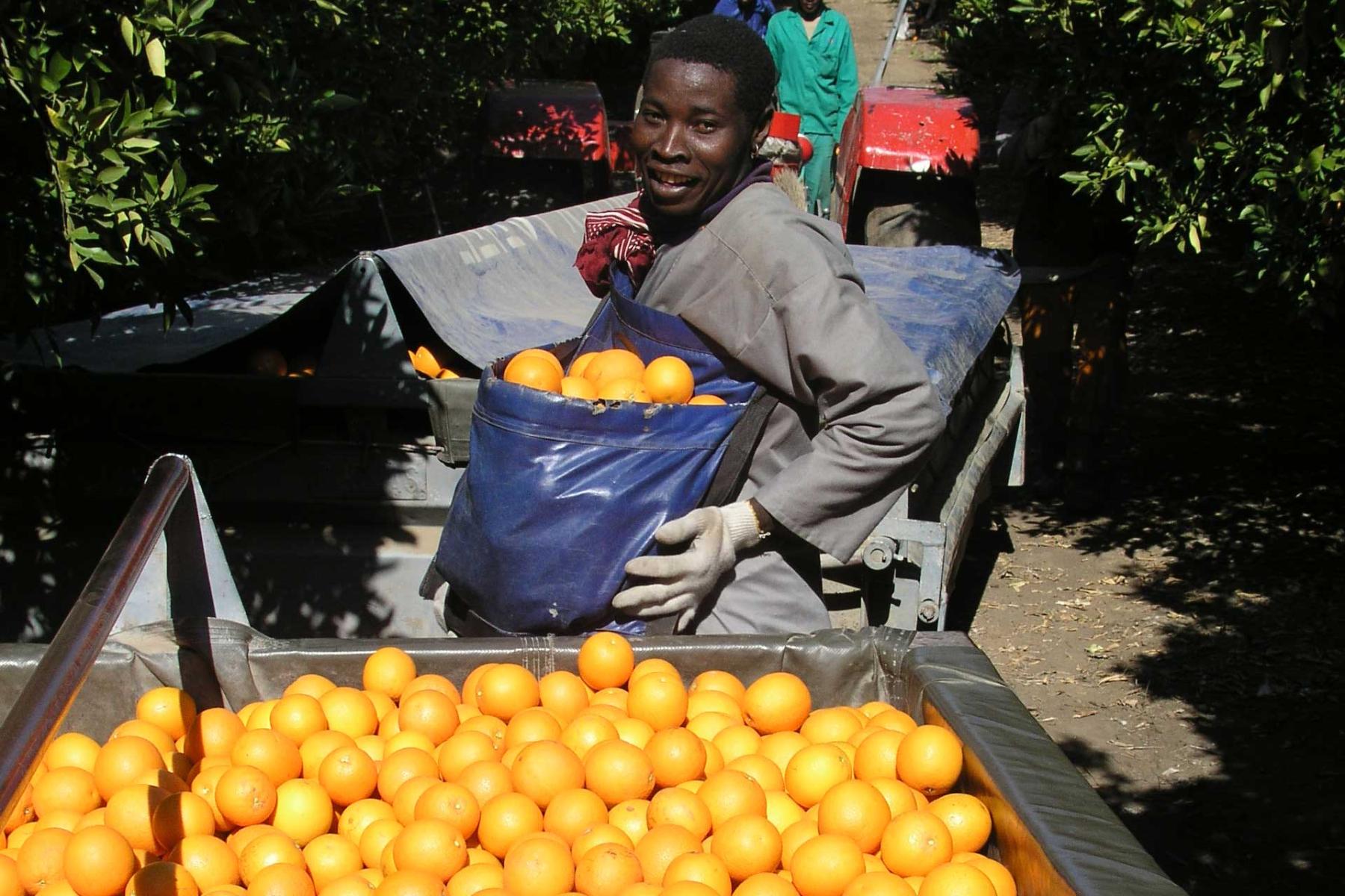 Ein Arbeiter auf einer Orangenplantage trägt einen blauen Sack mit Orangen, während er zwischen zwei Wagen mit Orangen steht.