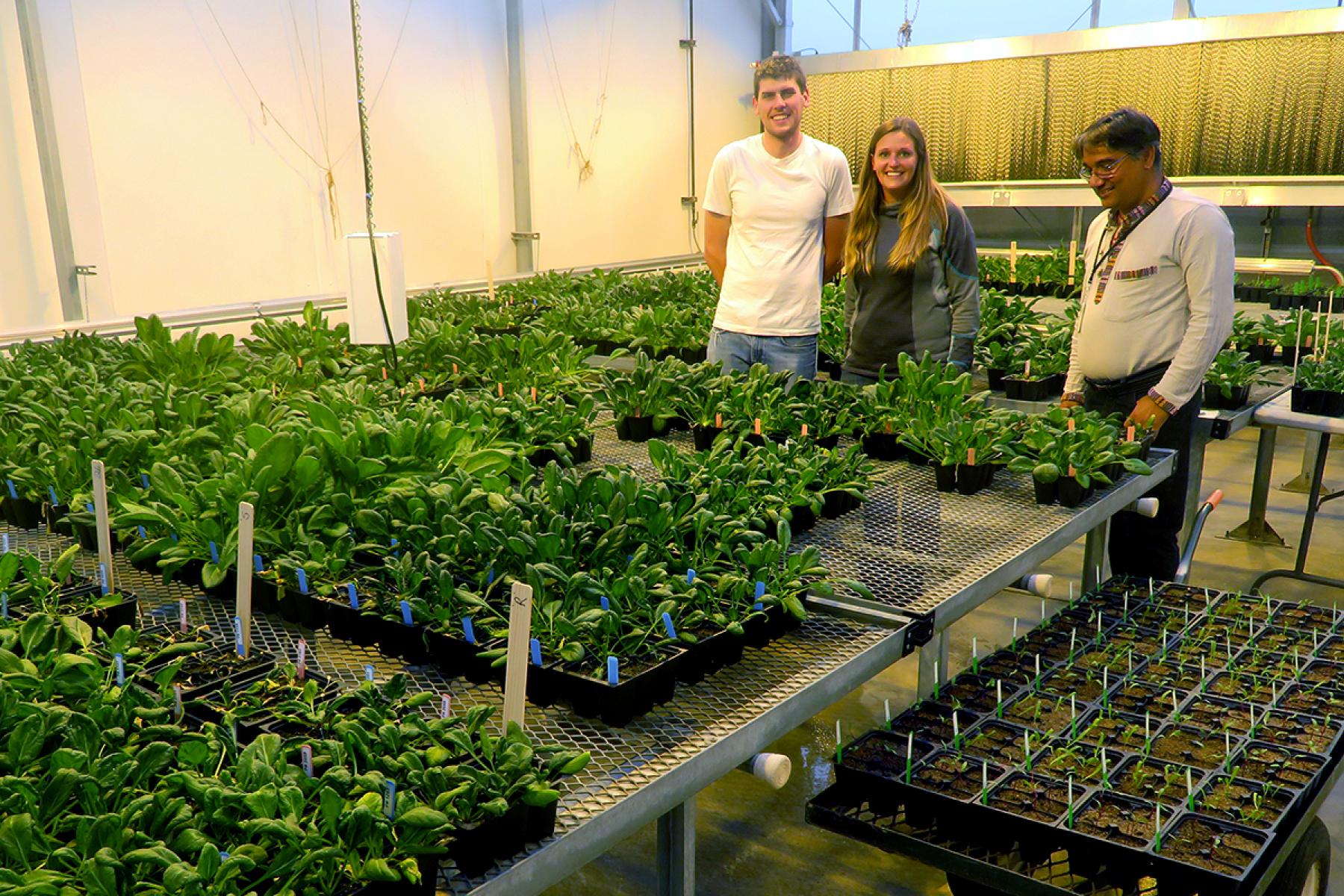 Alex Batson, Bryn Hulbert und Sanjaya Gyawali stehen in einem Gewächshaus zwischen Tischen mit Spinatpflanzen in Töpfen.