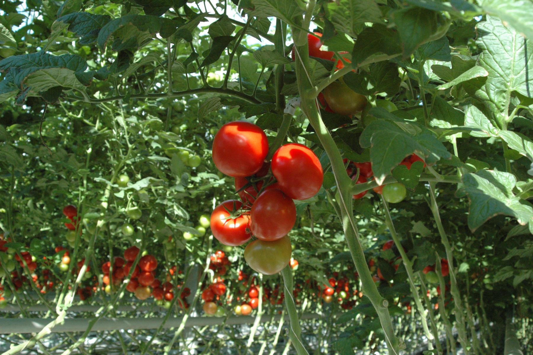 Reife Tomaten kurz vor der Ernte im Gewächshaus. 