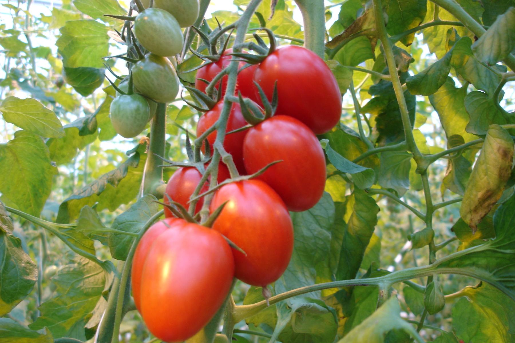 Rote Tomaten hängen an einer grünen Rispe, umgeben von Blättern. Im Hintergrund sind einige grüne, unreife Tomaten sichtbar.