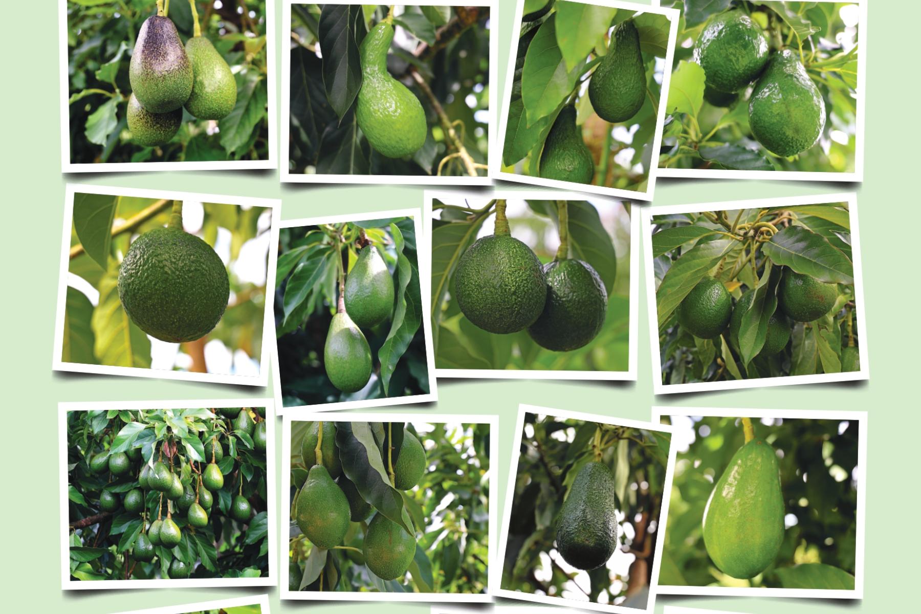 Bild von verschiedenen Avocado-Sorten