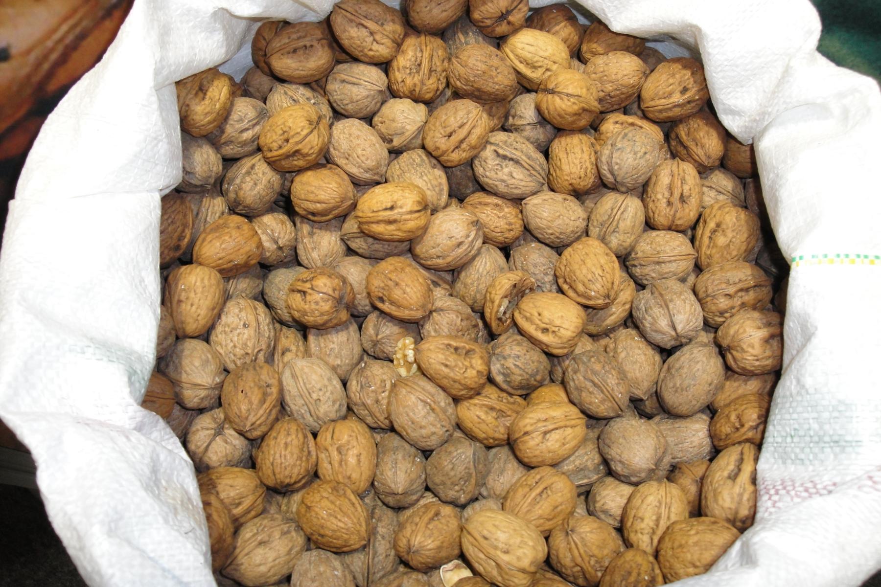 Viele Walnüsse sind in einem geöffneten weißen Sack zu sehen. 