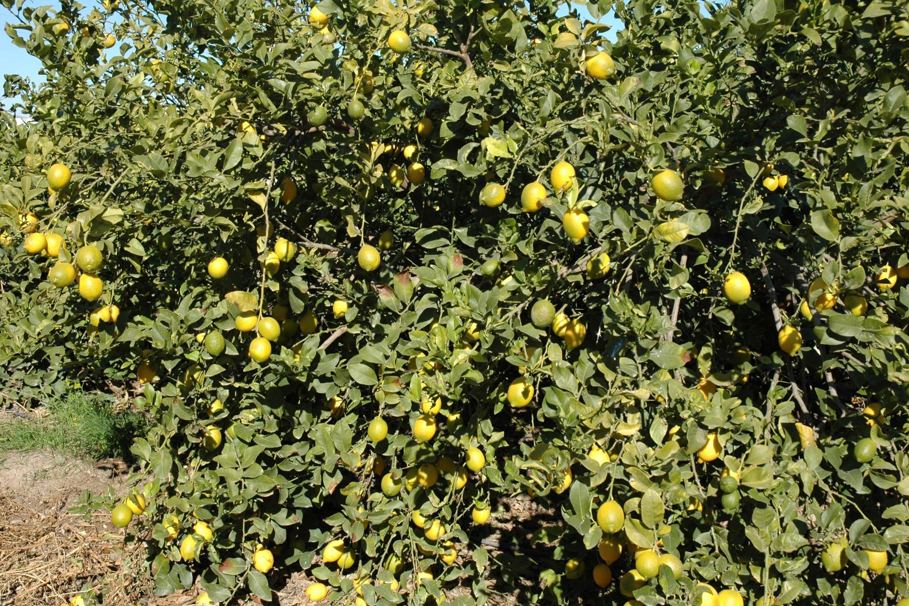 Ein Zitronenbaum mit zahlreichen gelben Zitronen, umgeben von grünen Blättern. Der Baum wächst in einem Feld.