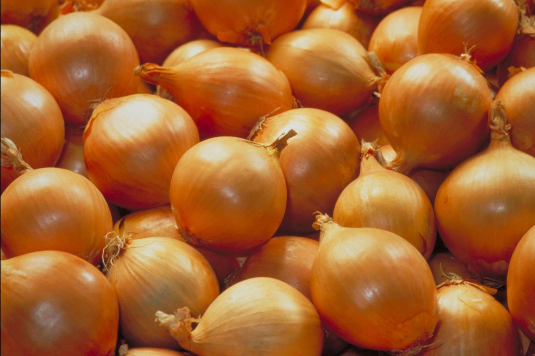 Eine Ansammlung von vielen orangefarbenen Zwiebeln, die dicht beieinander liegen. Die Zwiebeln haben eine runde Form und sind ungeschält.