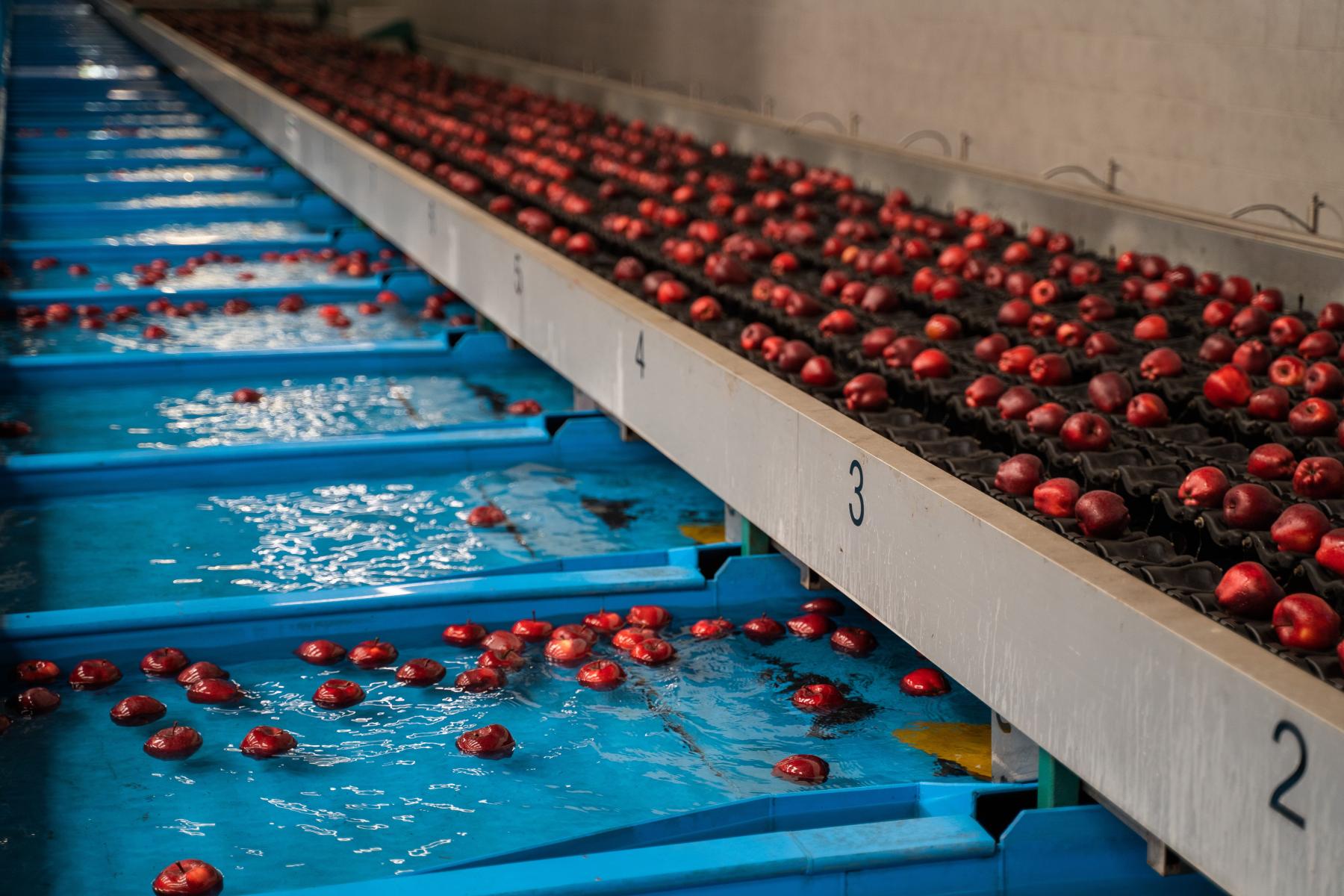 Rote Äpfel schwimmen in Wasser auf einem Förderband, das in nummerierte Abschnitte unterteilt ist. Die Äpfel sind gleichmäßig verteilt.
