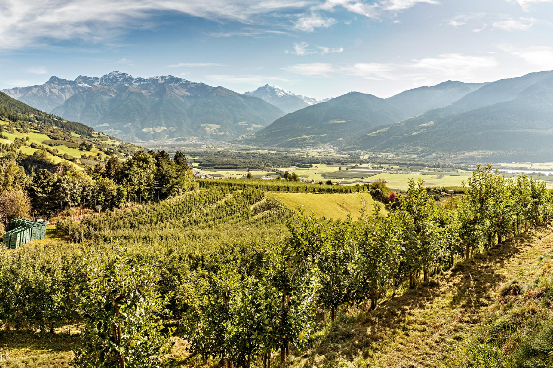 Apfelplantage in Südtirol