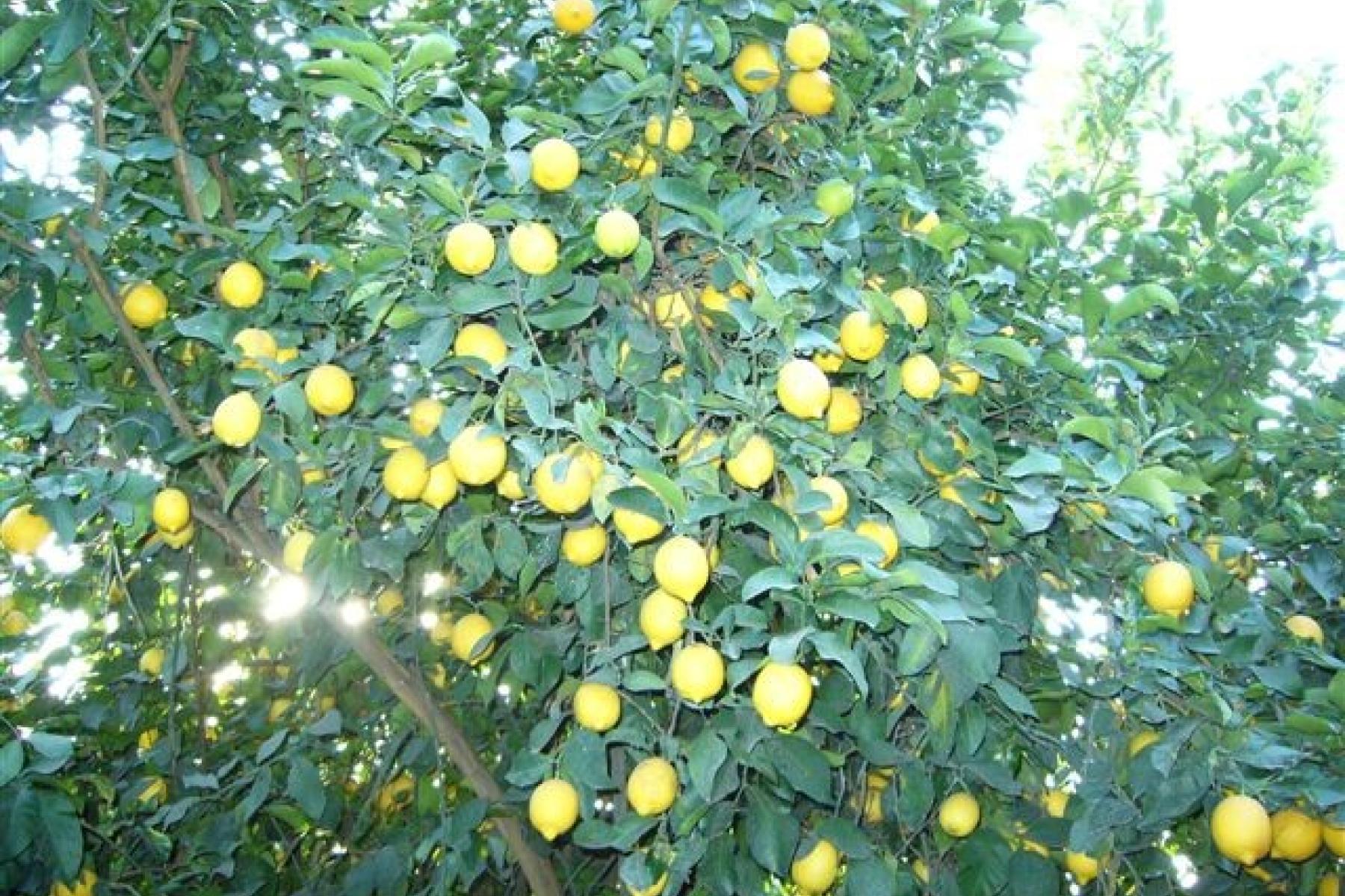 Zitronenbaum mit zahlreichen reifen, gelben Zitronen an grünen Zweigen bei Tageslicht.