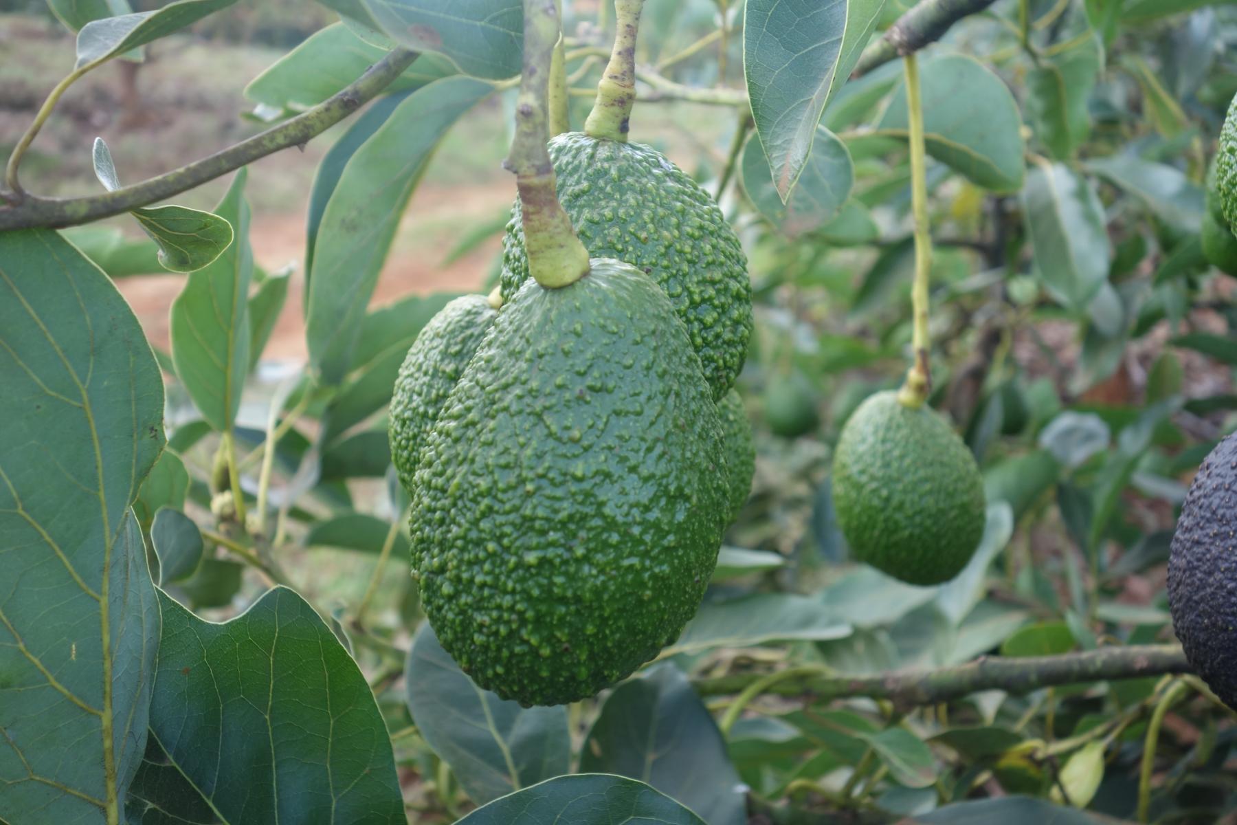 Zwei grüne, unreife Avocados hängen an einem Ast mit grünen Blättern, unscharfer Hintergrund mit weiteren Avocadobäumen.