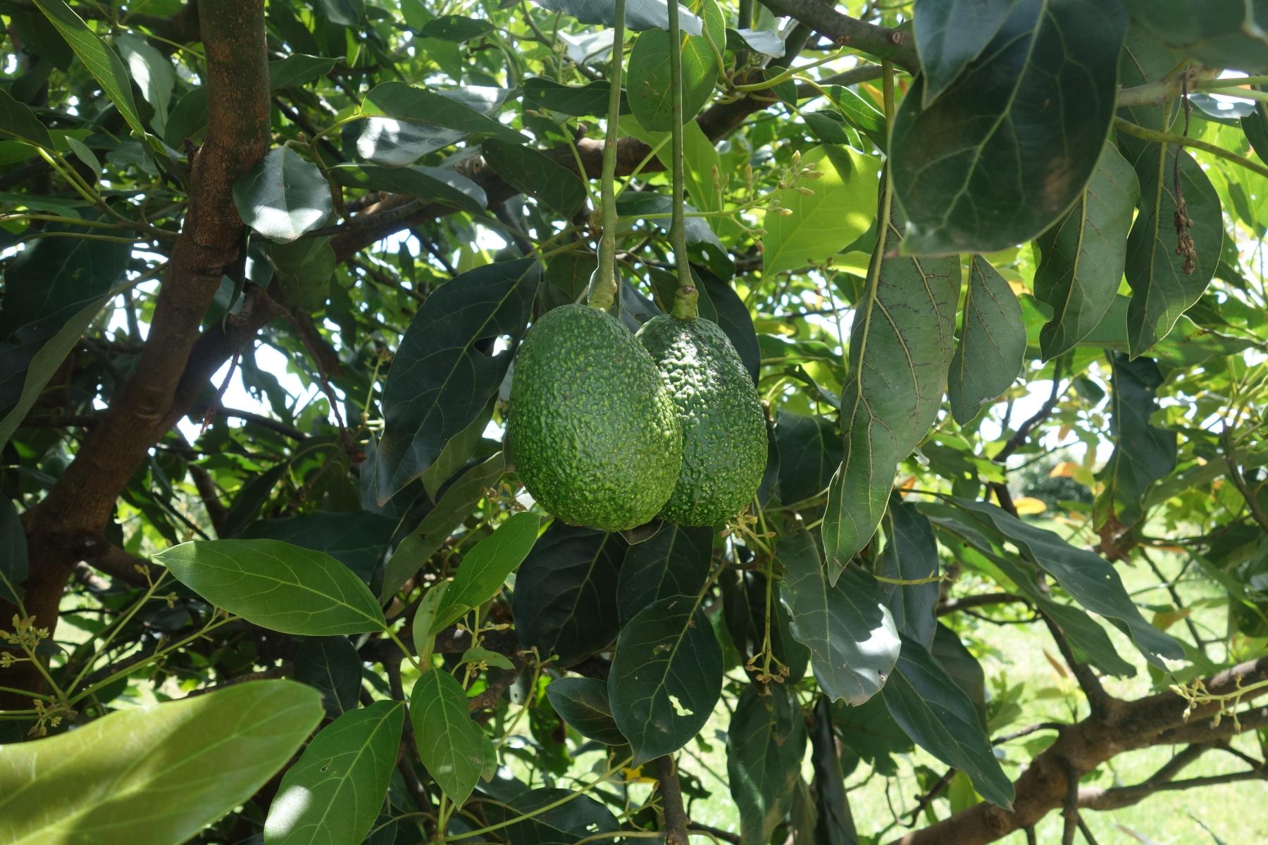 Avocados am Baum