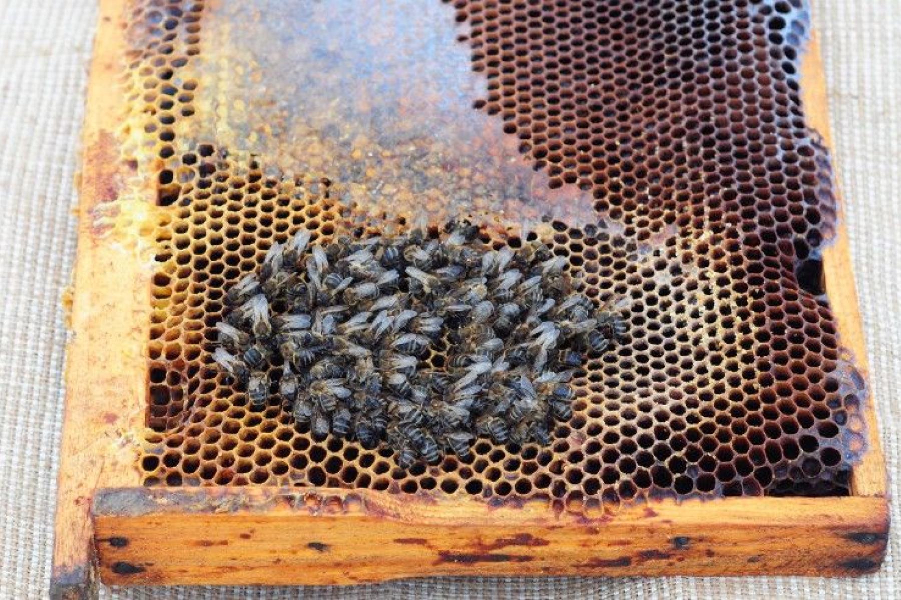 Eine Wabe mit vielen Bienen, die sich auf einer honiggefüllten Fläche versammeln.