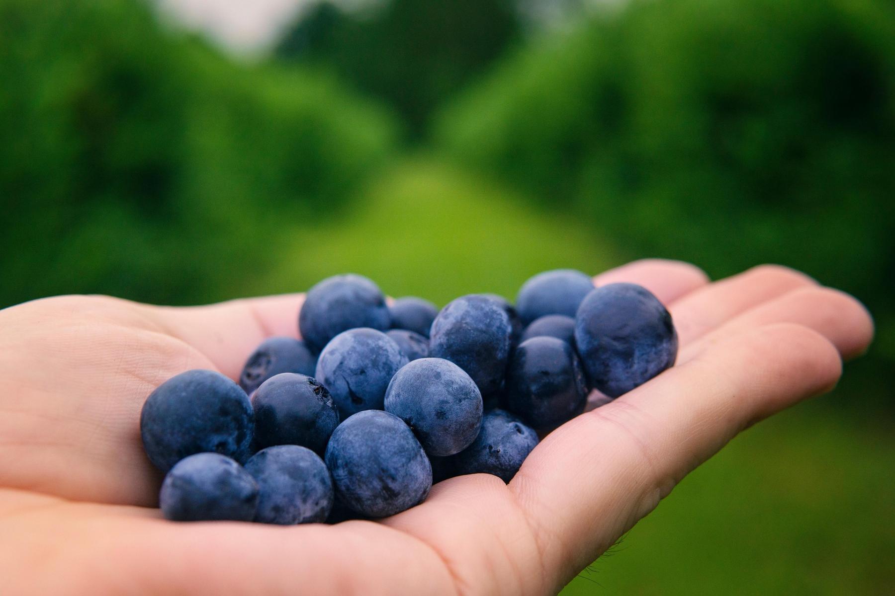 Heidelbeeren liegen auf einer ausgestreckten Hand