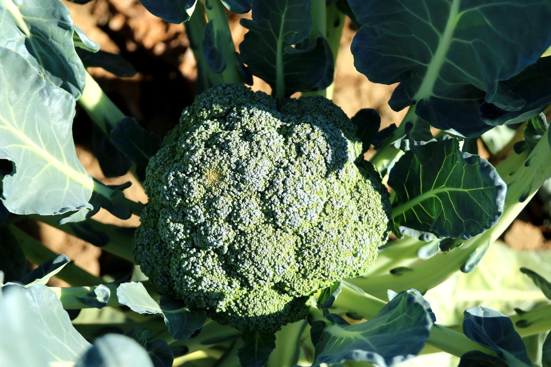Grüner Brokkoli mit einer dichten, Blütenknospe, umgeben von großen, grünen Blättern.