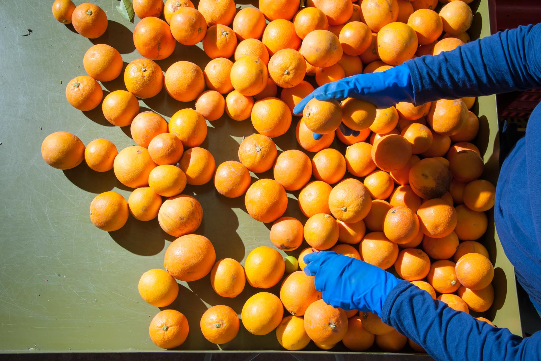 Eine Person mit blauen Handschuhen sortiert orangefarbene Citrusfrüchte auf einem Tisch.