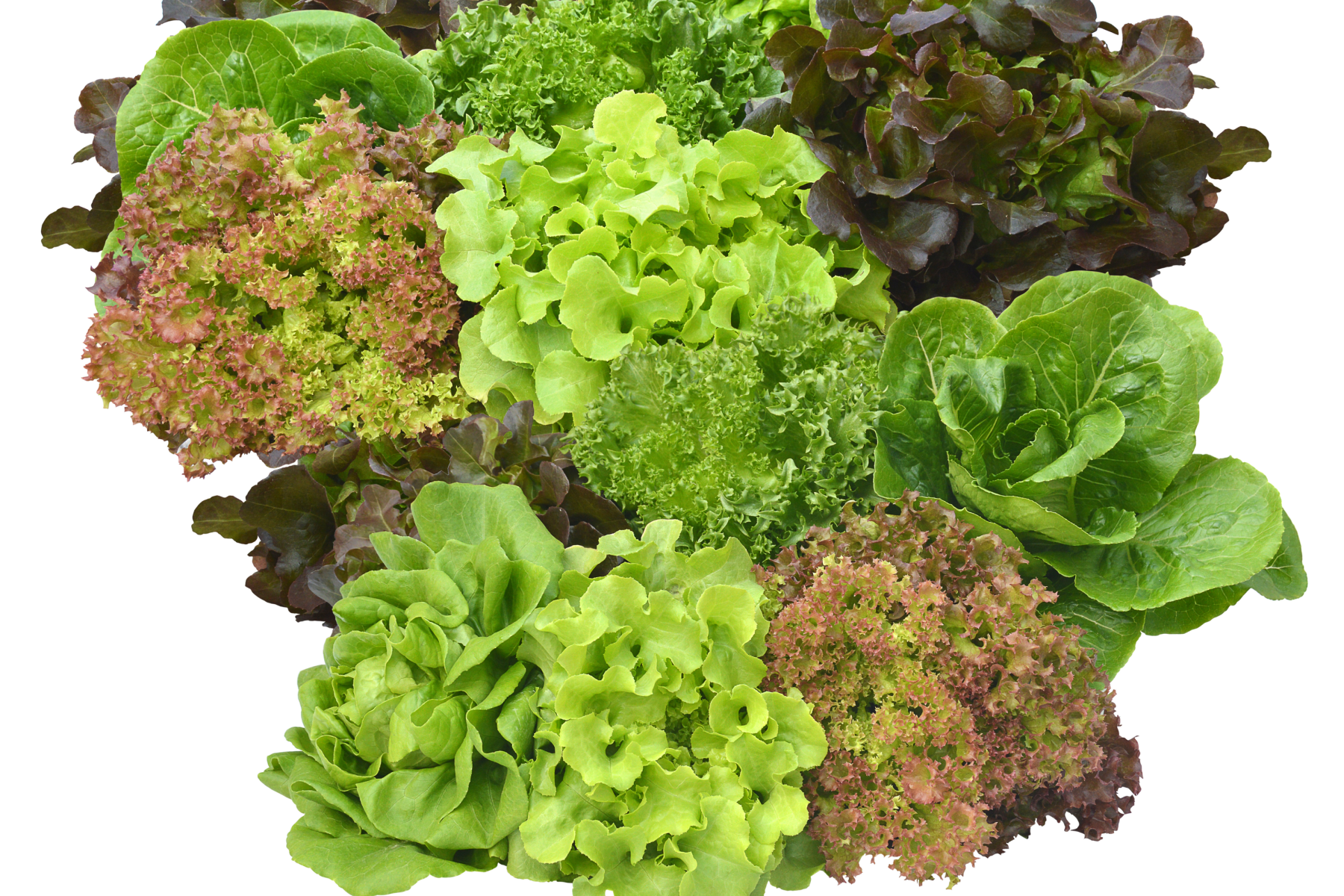 Verschiedene Salatsorten in unterschiedlichen Grüntönen und Texturen, darunter Kopfsalat, Eichblattsalat und Lollo Rosso.