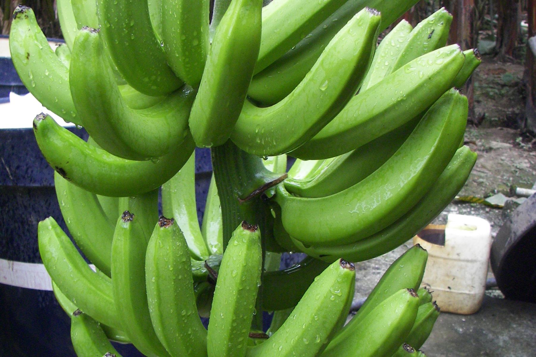 eine Staude mit unreifen, grünen Bananen. Auf den einzelnen Bananen sind teilweise Tropfen einer klaren Flüssigkeit sichtbar.