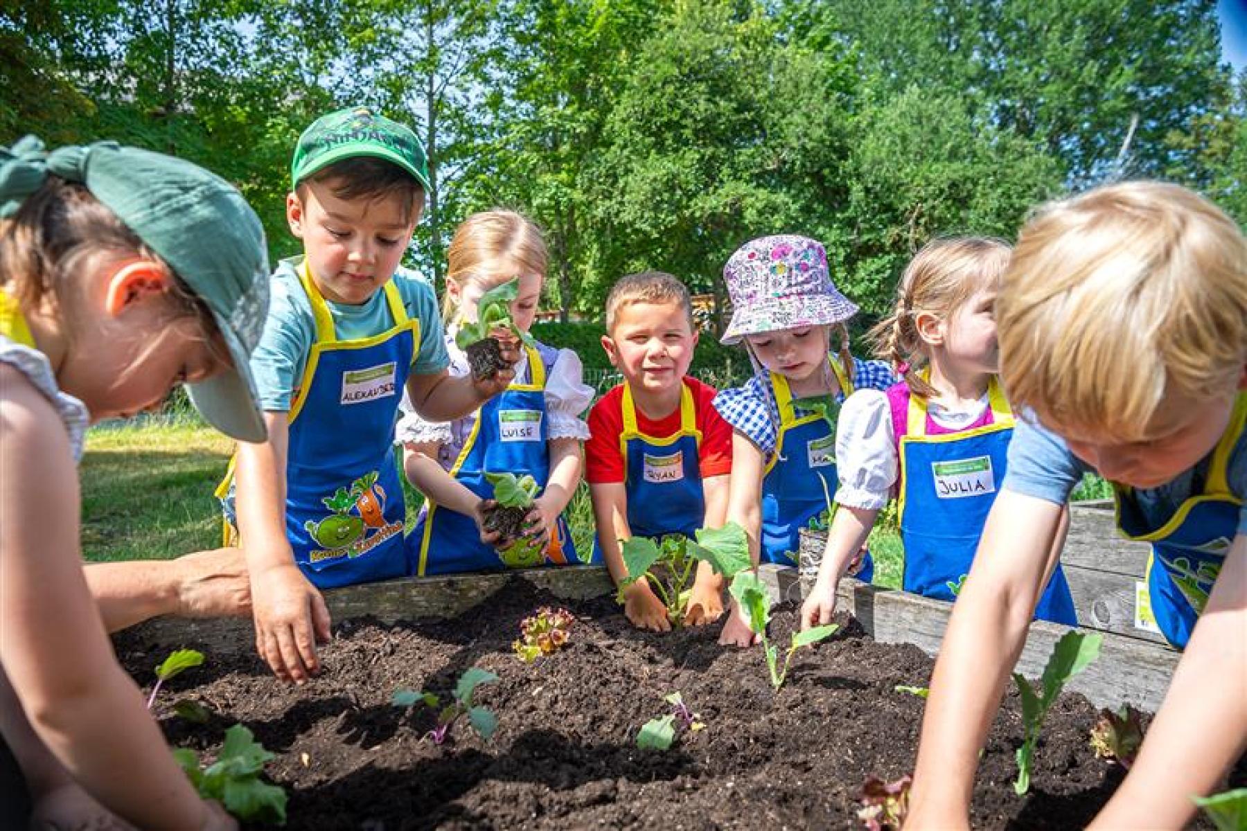 Gruppe von Kindern in blauen Schürzen, die in einem Gemüsebeet mit Erde und Pflanzen arbeiten. Einige Kinder halten kleine Pflanzen in den Händen.