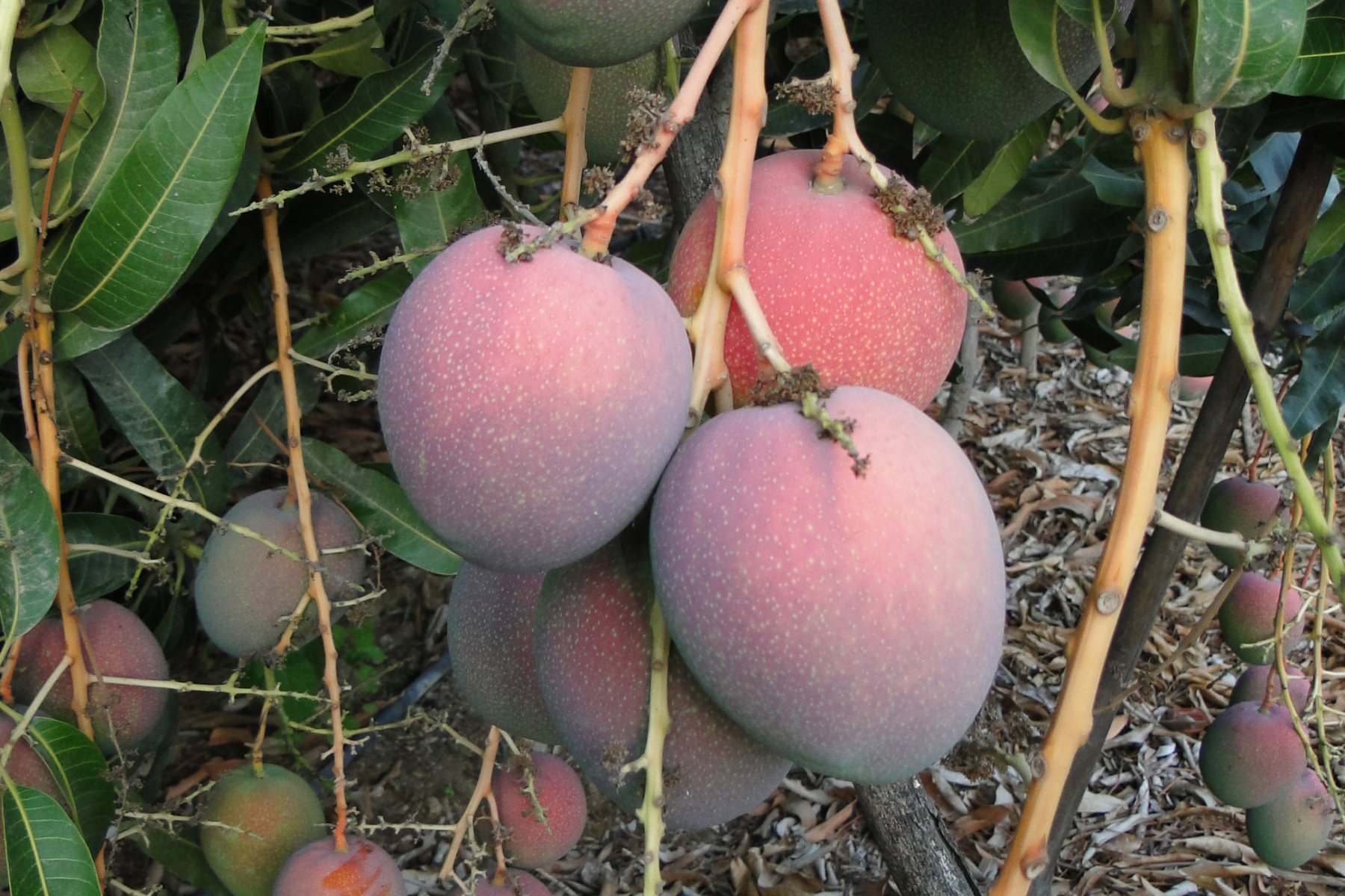 Mehrere runde, pinke Haden-Mangos hängen an einem Baum. Im Hintergrund sind weitere Mangos sichtbar.