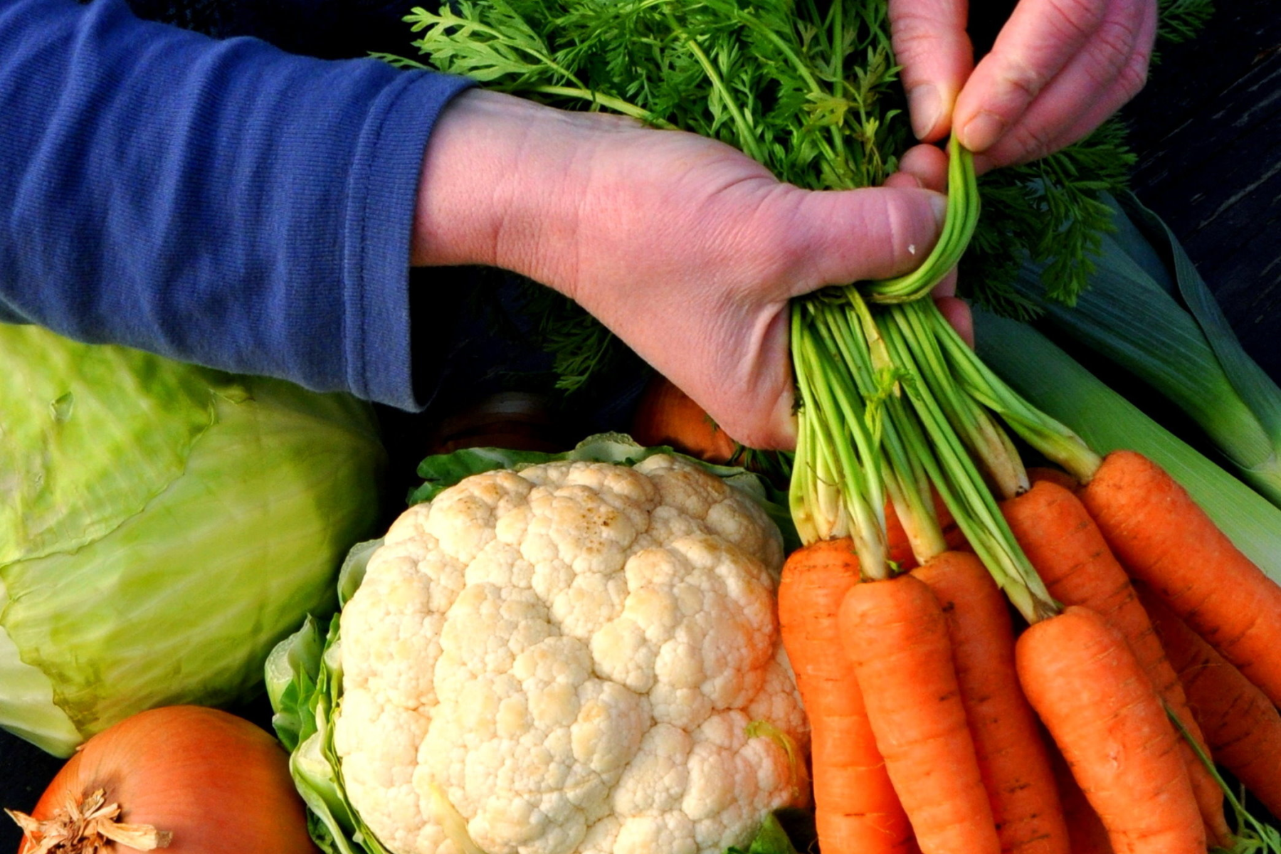Eine Hand hält einen Bund Karotten. Daneben sind weitere, frische Gemüsesorten sichtbar, darunter Blumenkohl, Lauch, Salat und Zwiebeln.