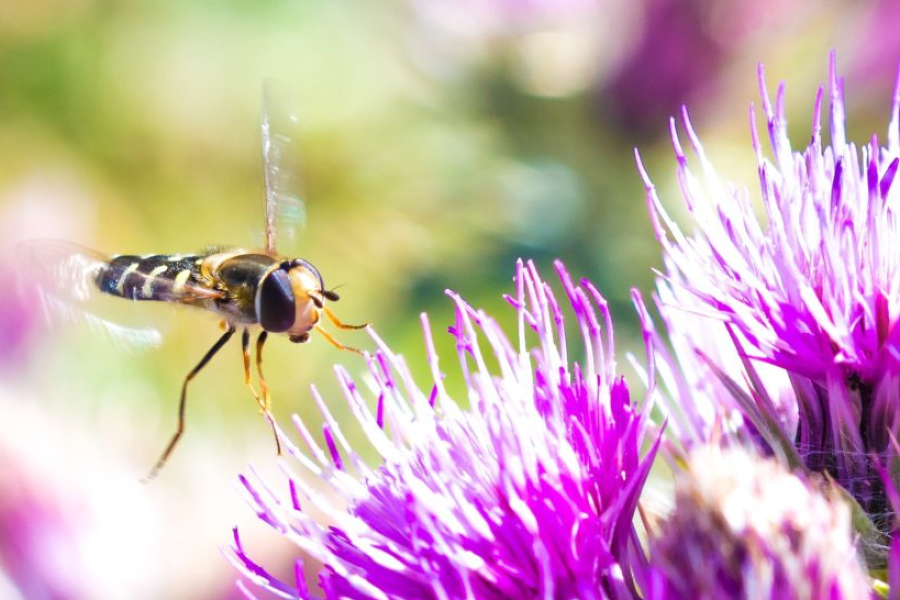 Eine gescheckte Schwebfliege mit schwarz-gelbem Körper schwebt vor lila Blüten. Die Flügel sind transparent und leicht gebogen.