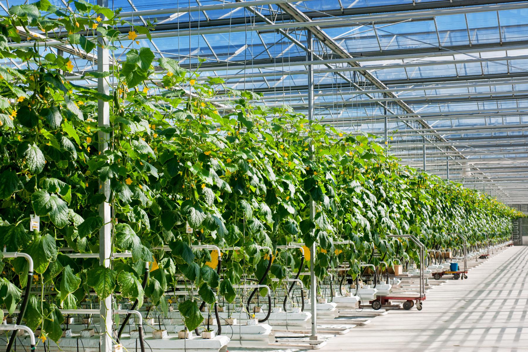 Reihe von Gurkenpflanzen mit grünen Blättern und Früchten in einem großen Gewächshaus mit Glasdach und Metallgestell