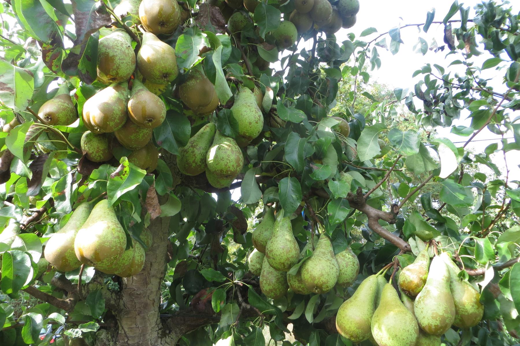 Birnbaum mit zahlreichen grünen Birnen, die an Ästen hängen, umgeben von grünen Blättern.