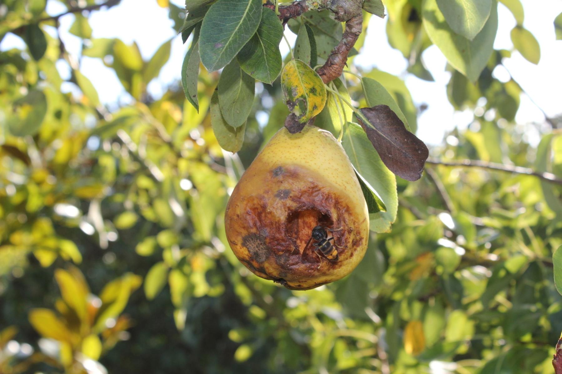 Frucht mit Asiatischer Hornisse